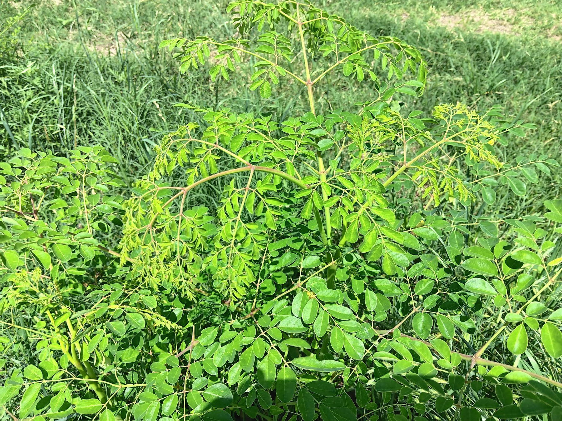 Moringa / drumstick tree