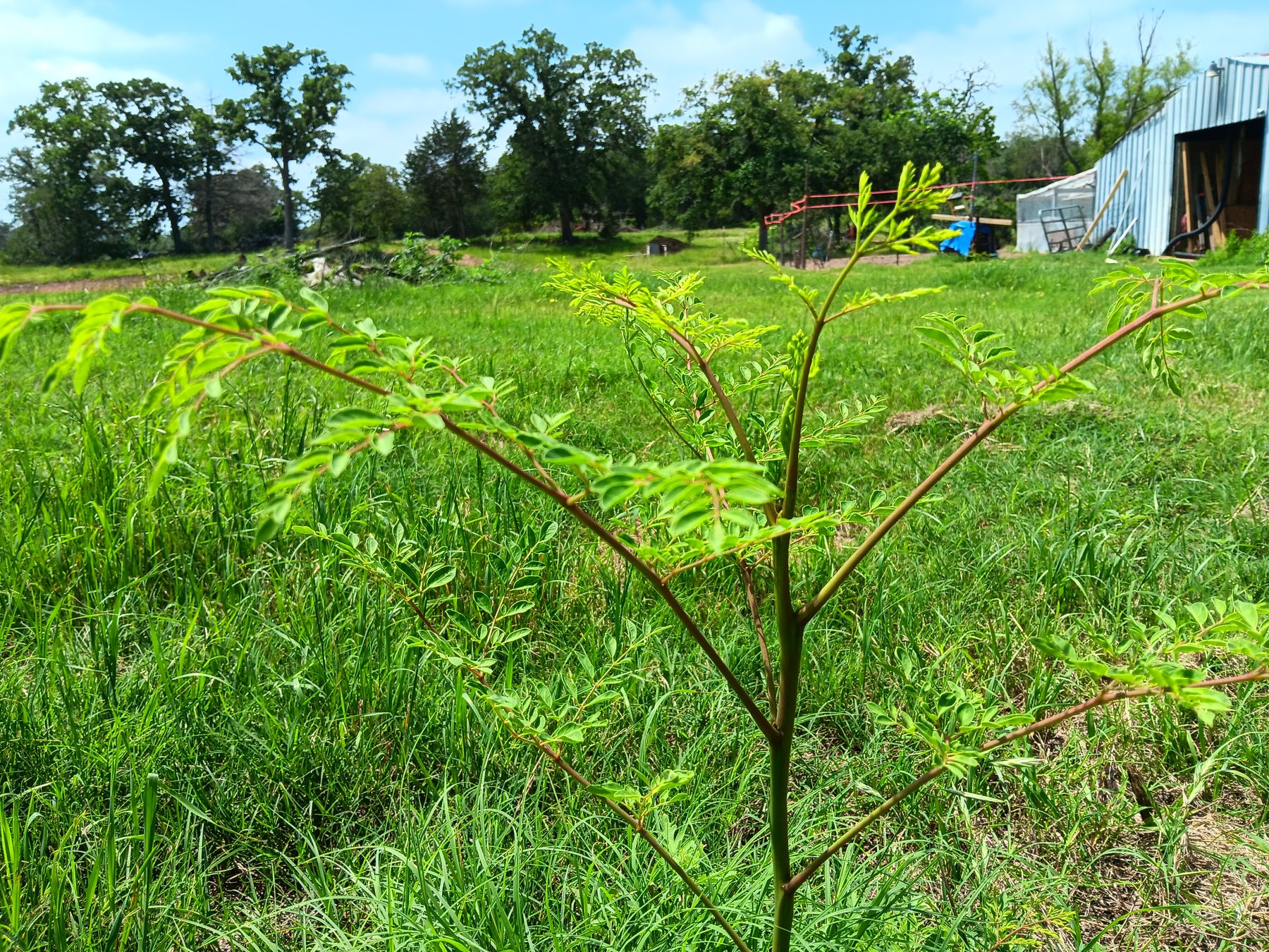 Moringa / drumstick tree