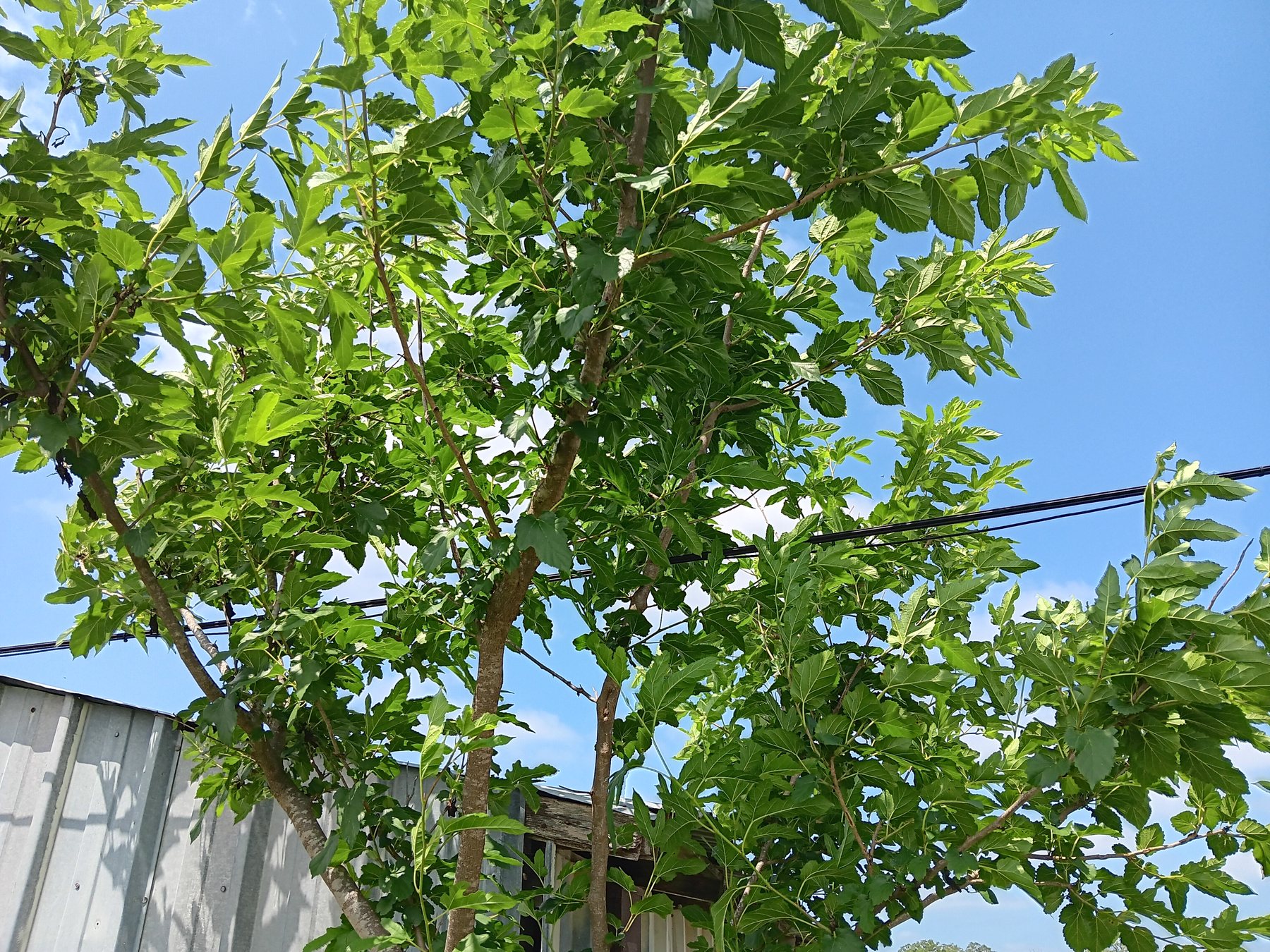 Mulberry