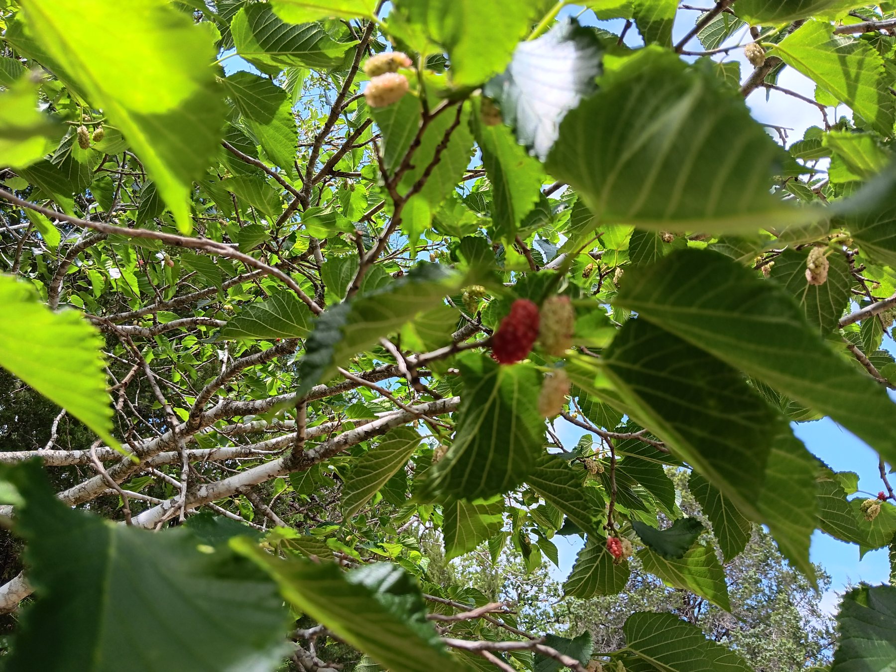 Mulberry