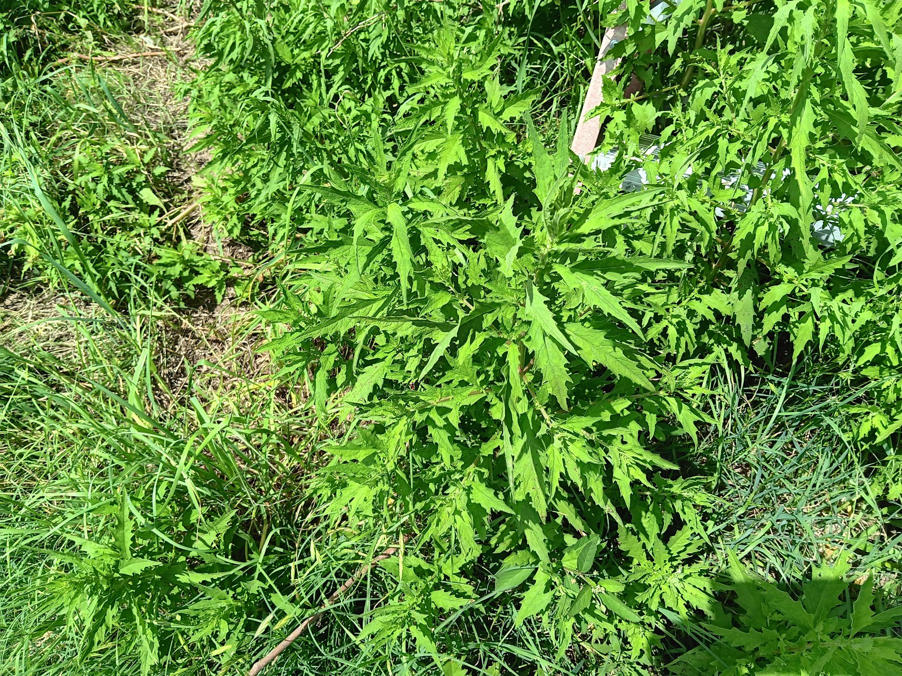 Giant ragweed