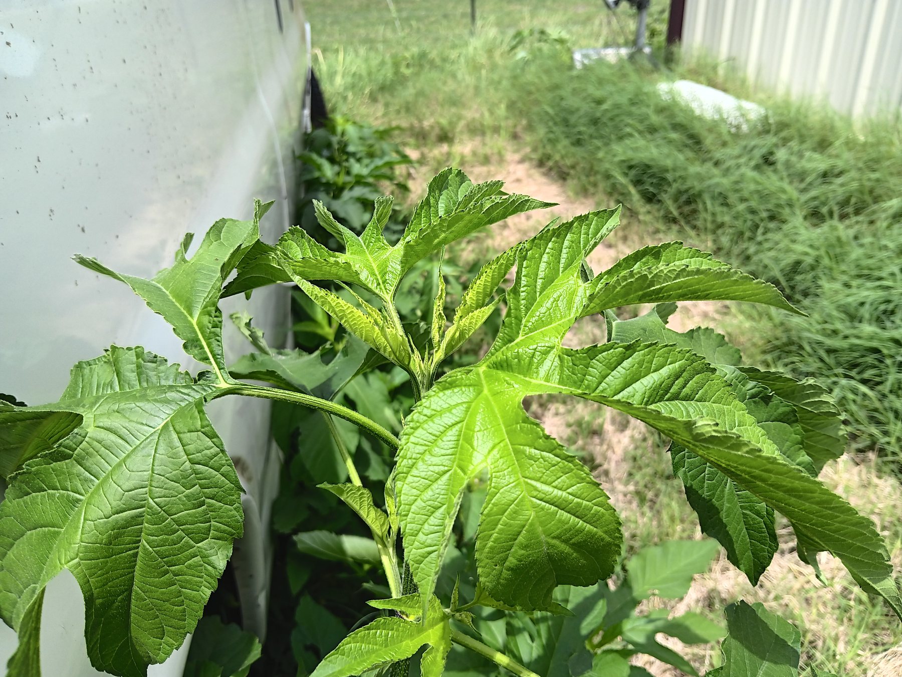 Giant ragweed
