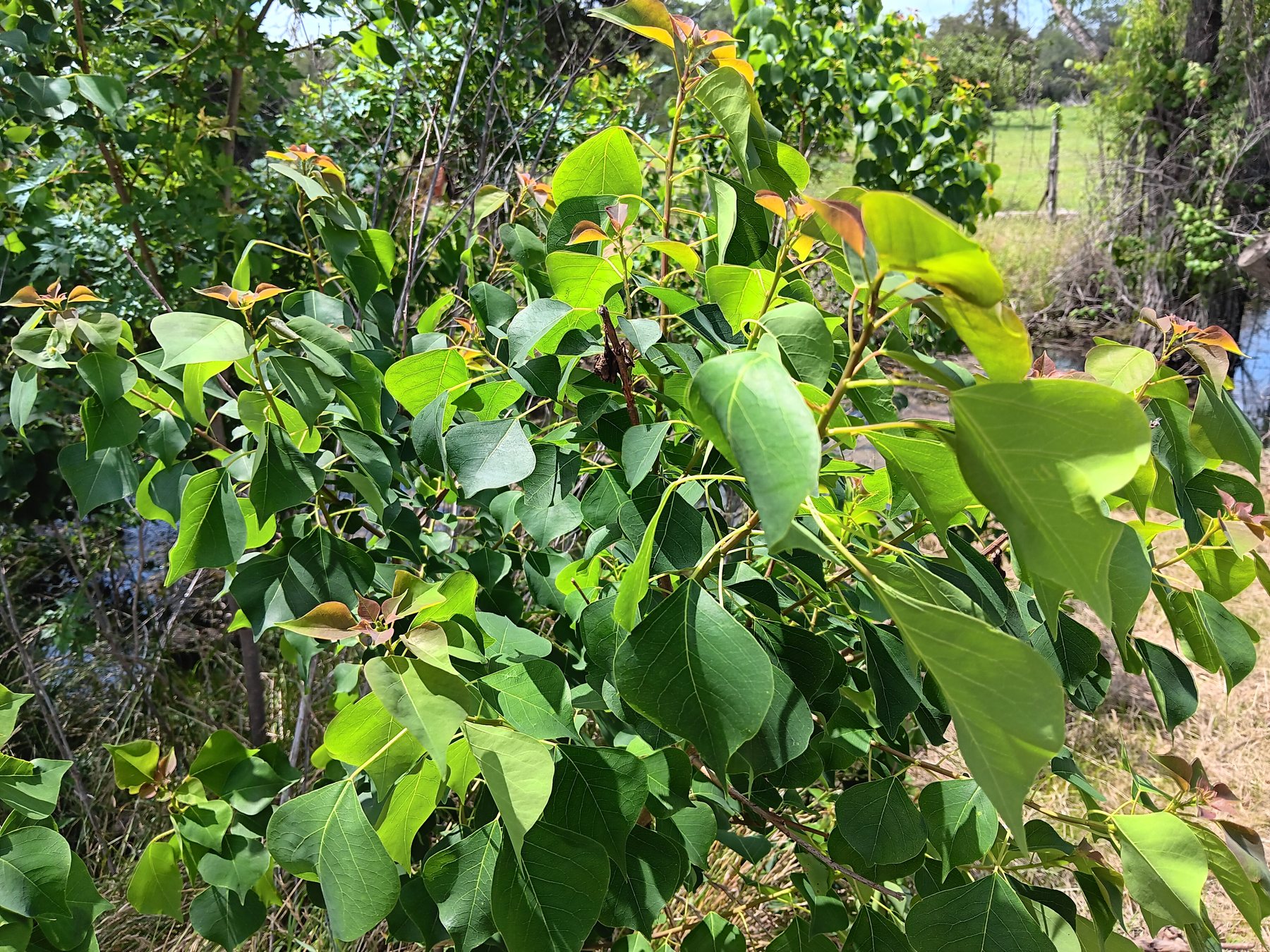 Chinese tallow / popcorn tree