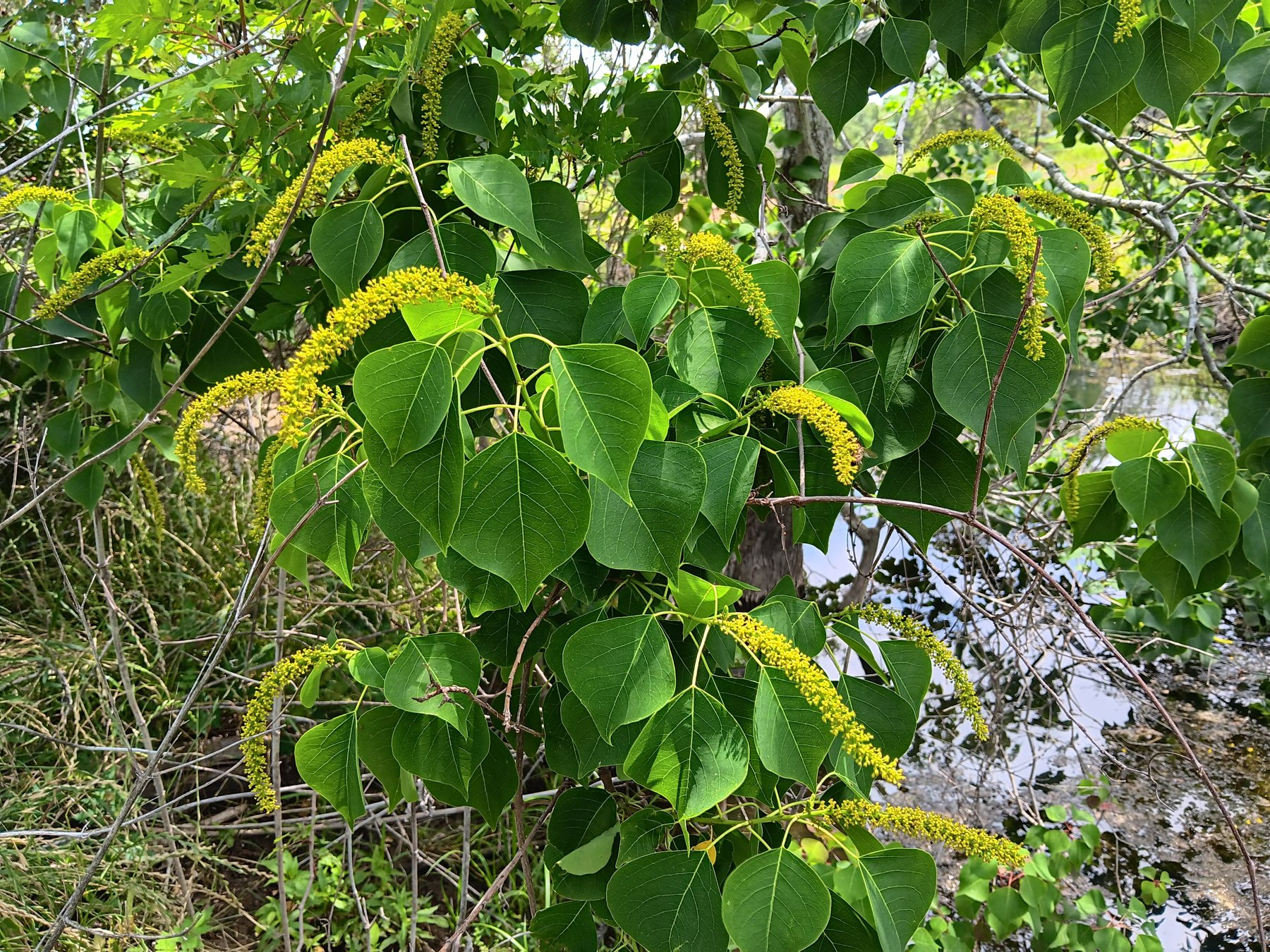 Chinese tallow / popcorn tree