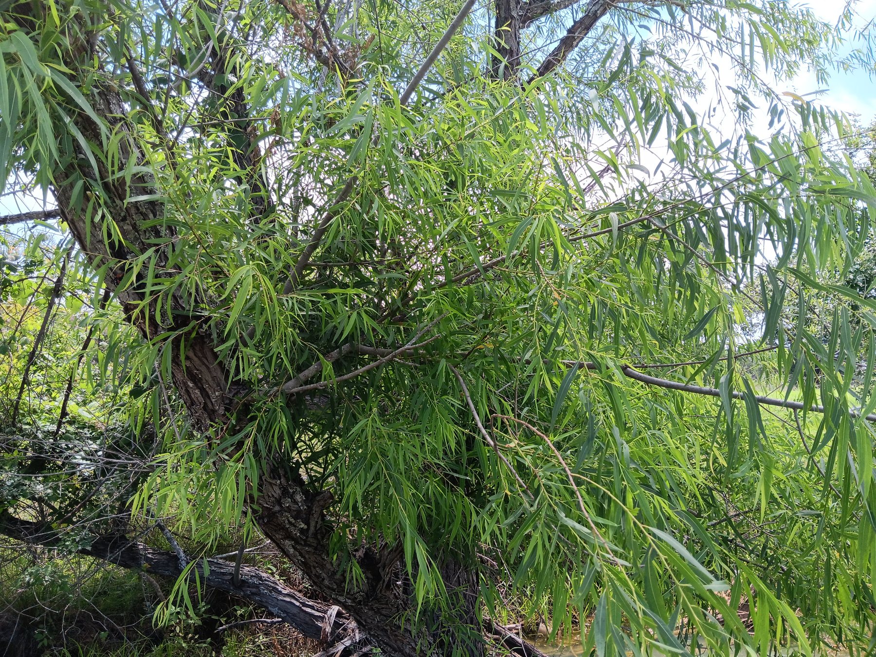 Black willow