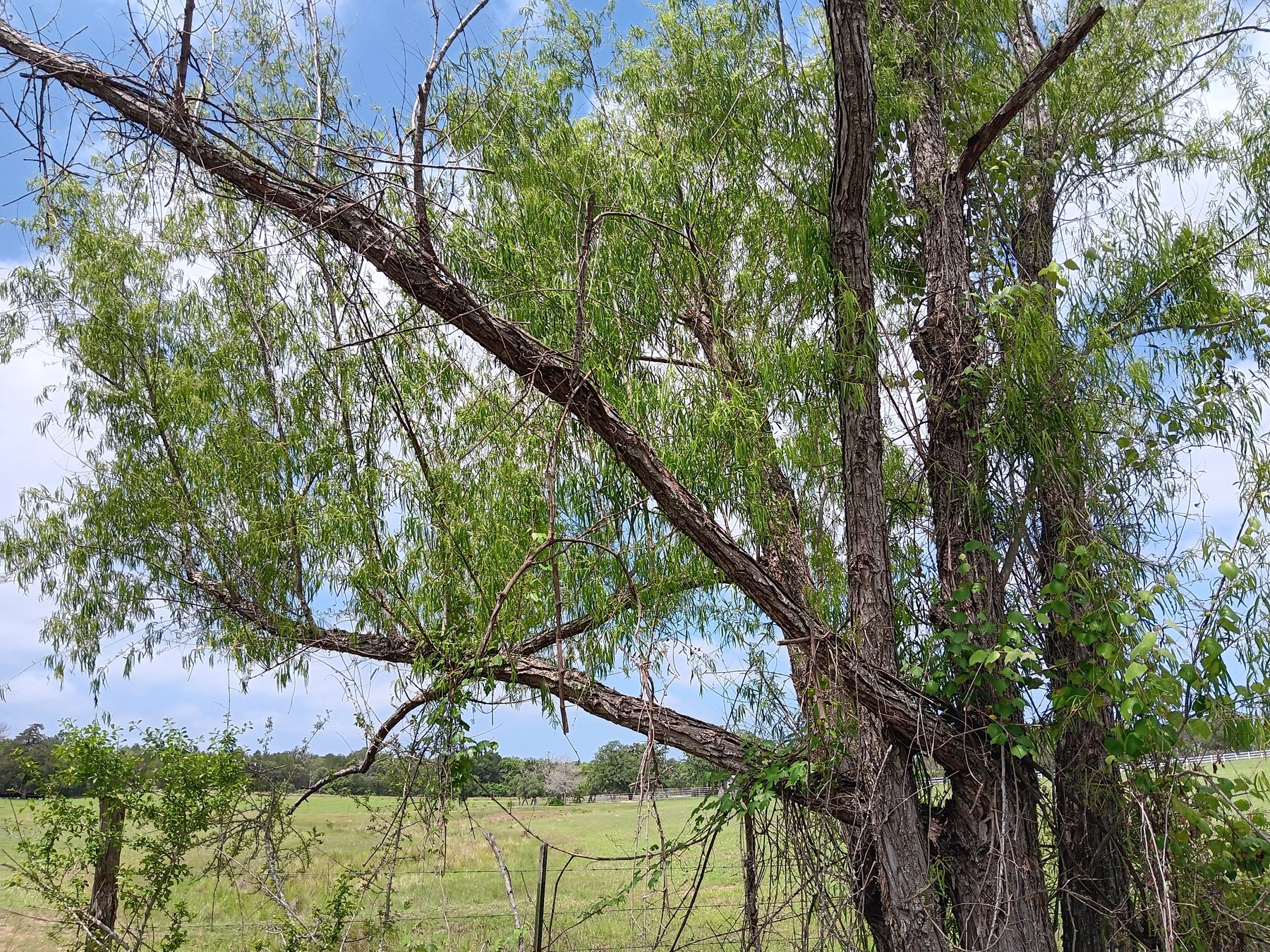 Black willow