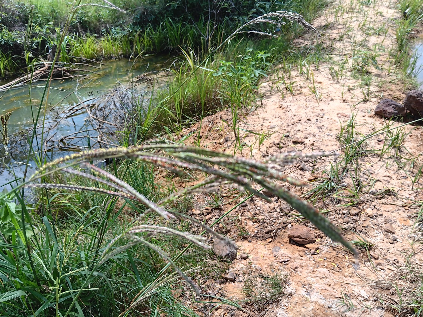 Bermudagrass or related warm-season grass