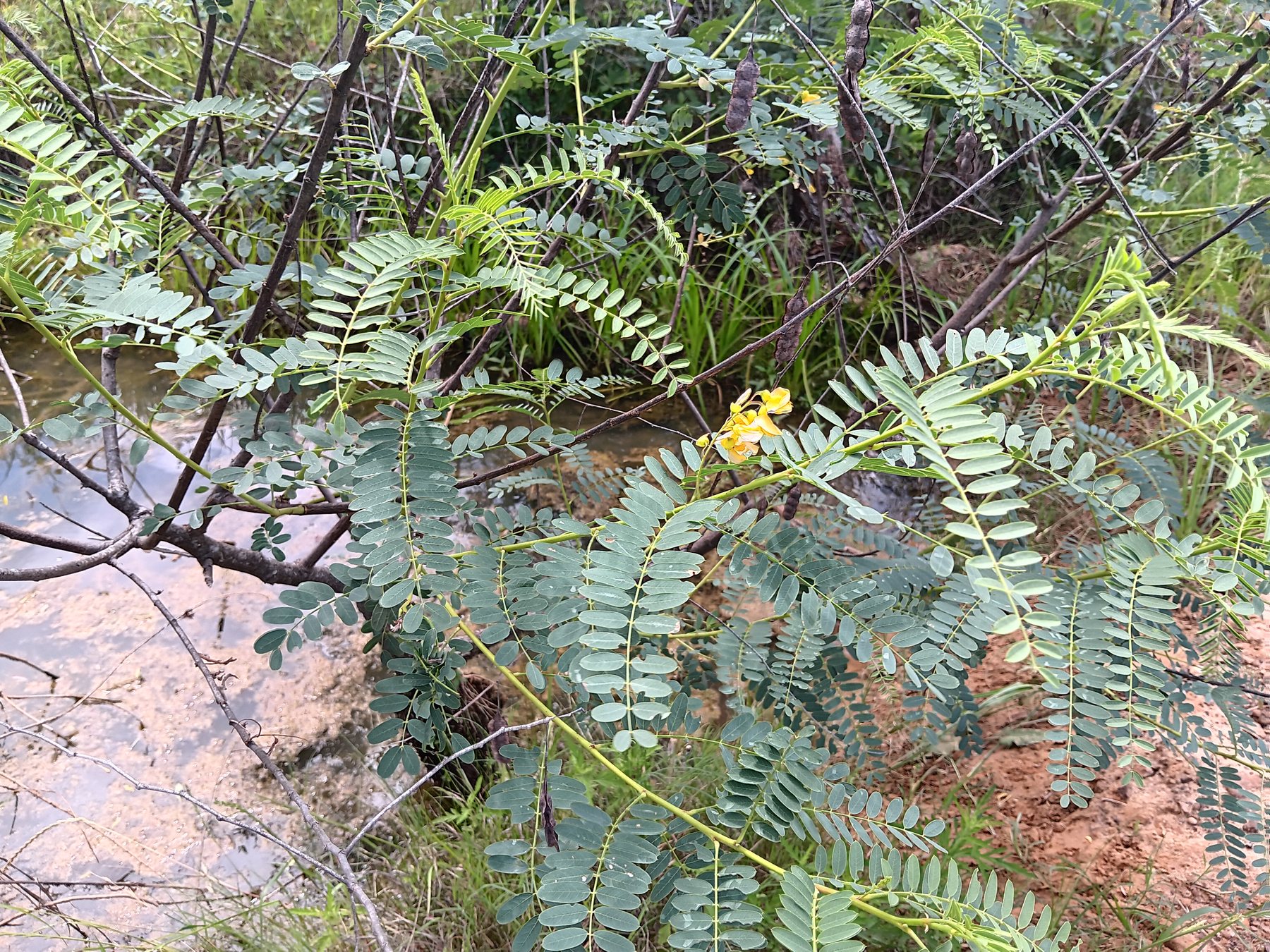 Hemp sesbania / coffeeweed