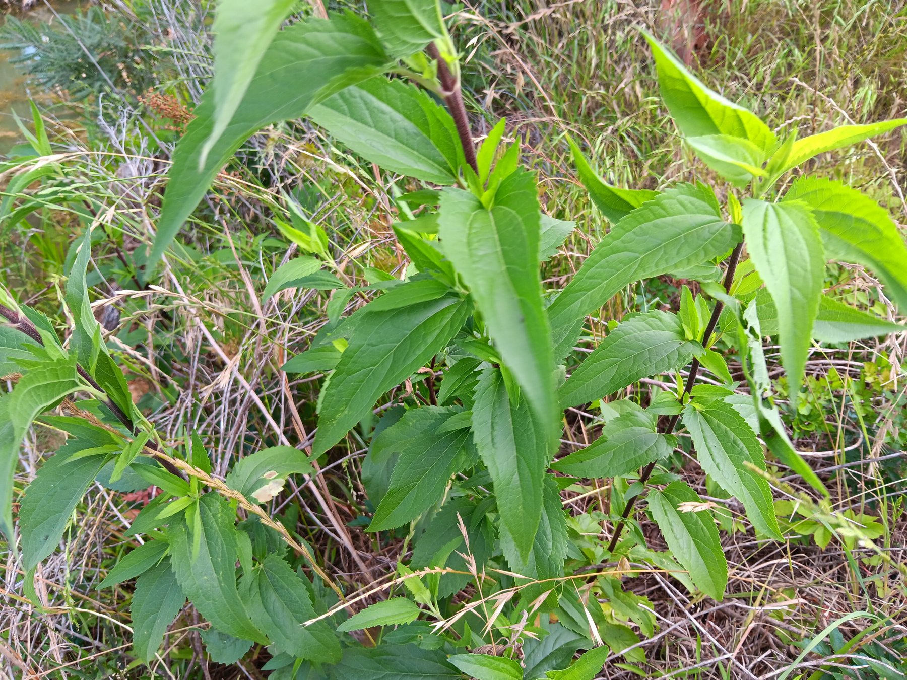 Frostweed