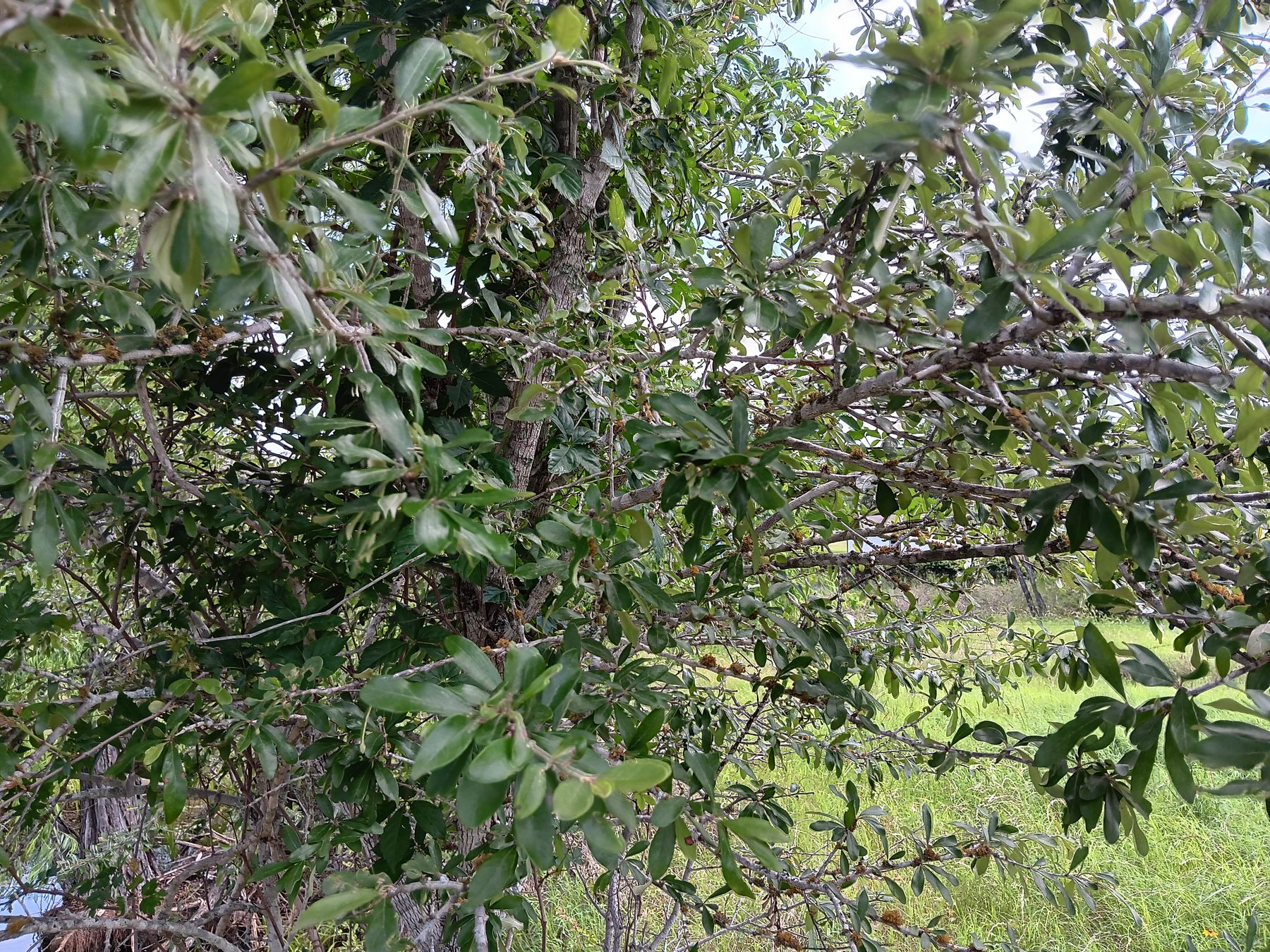 Live oak / Texas live oak group