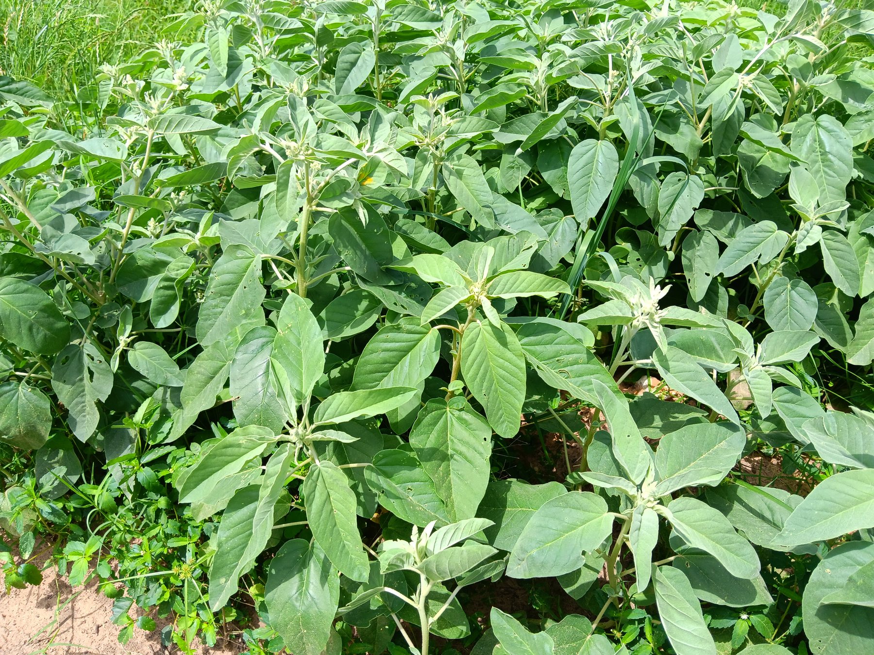 Pigweed / amaranth