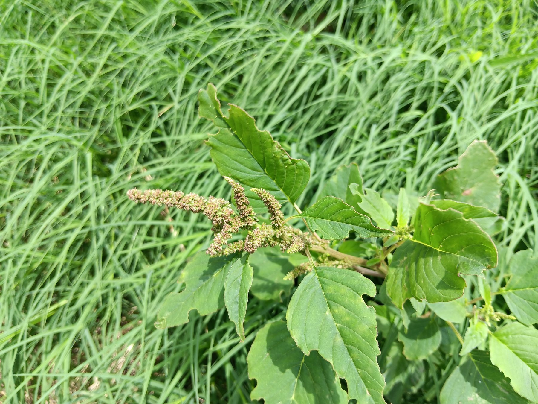 Pigweed / amaranth