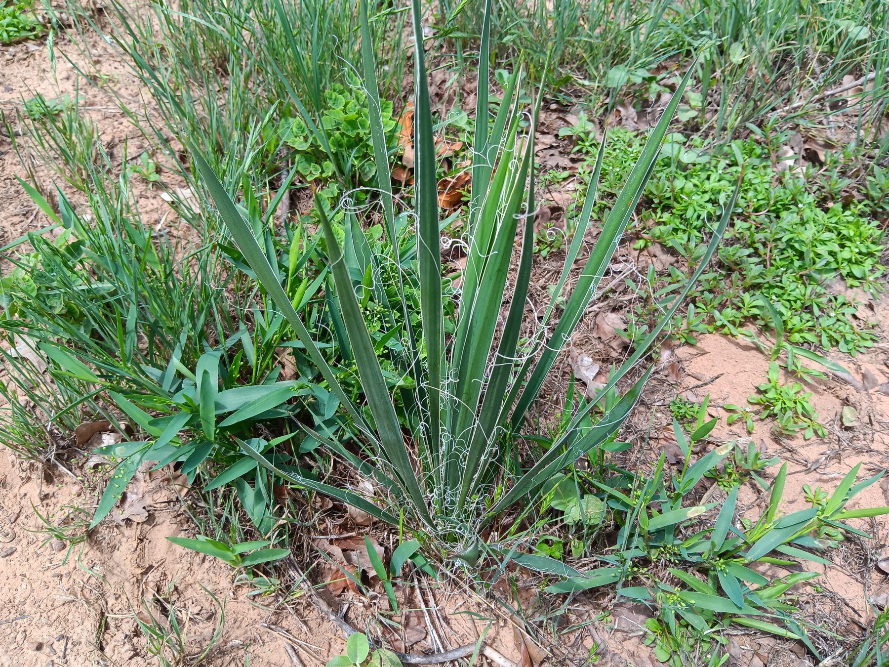 Yucca, possibly twistleaf yucca
