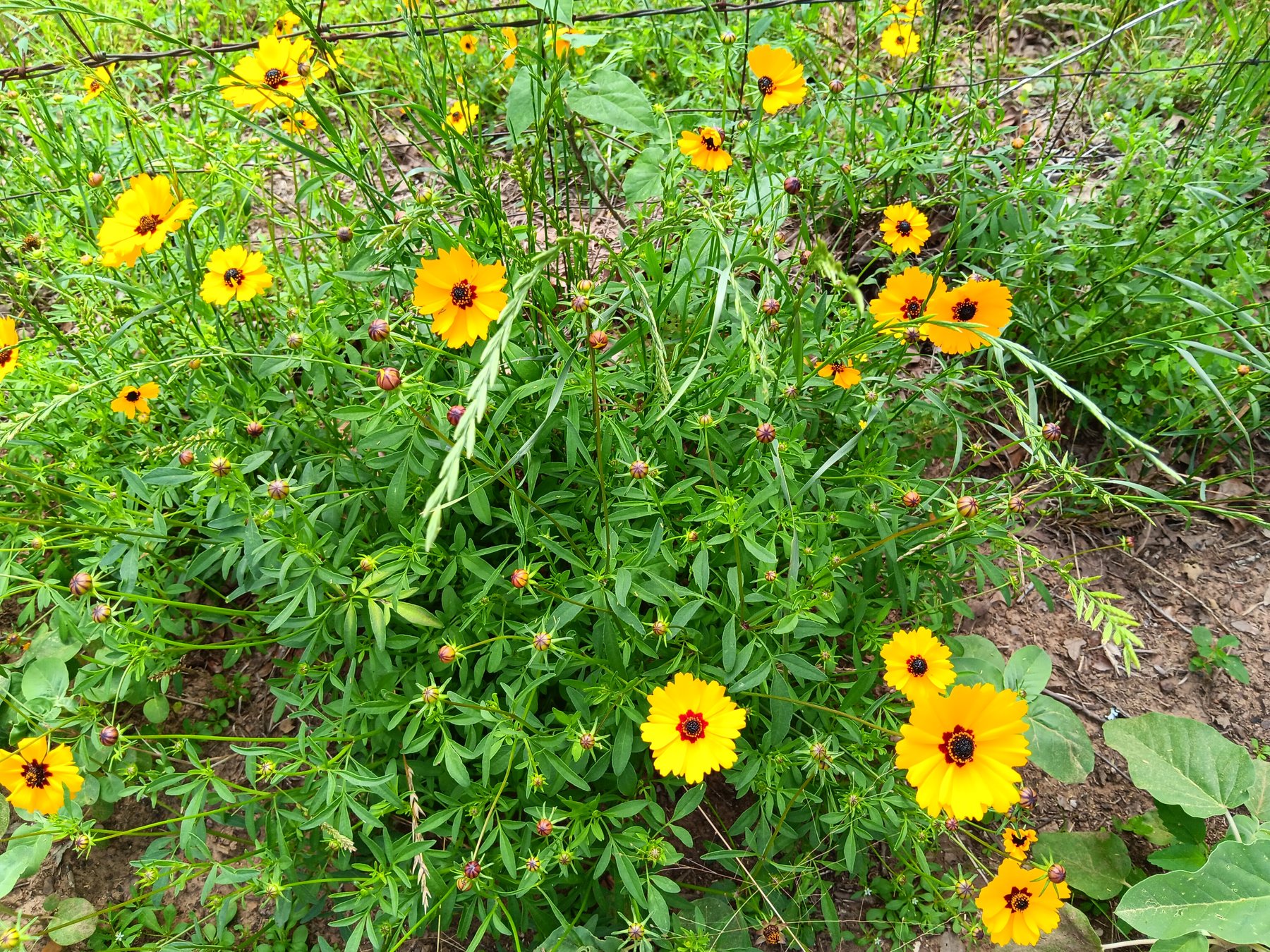 Plains coreopsis / golden tickseed