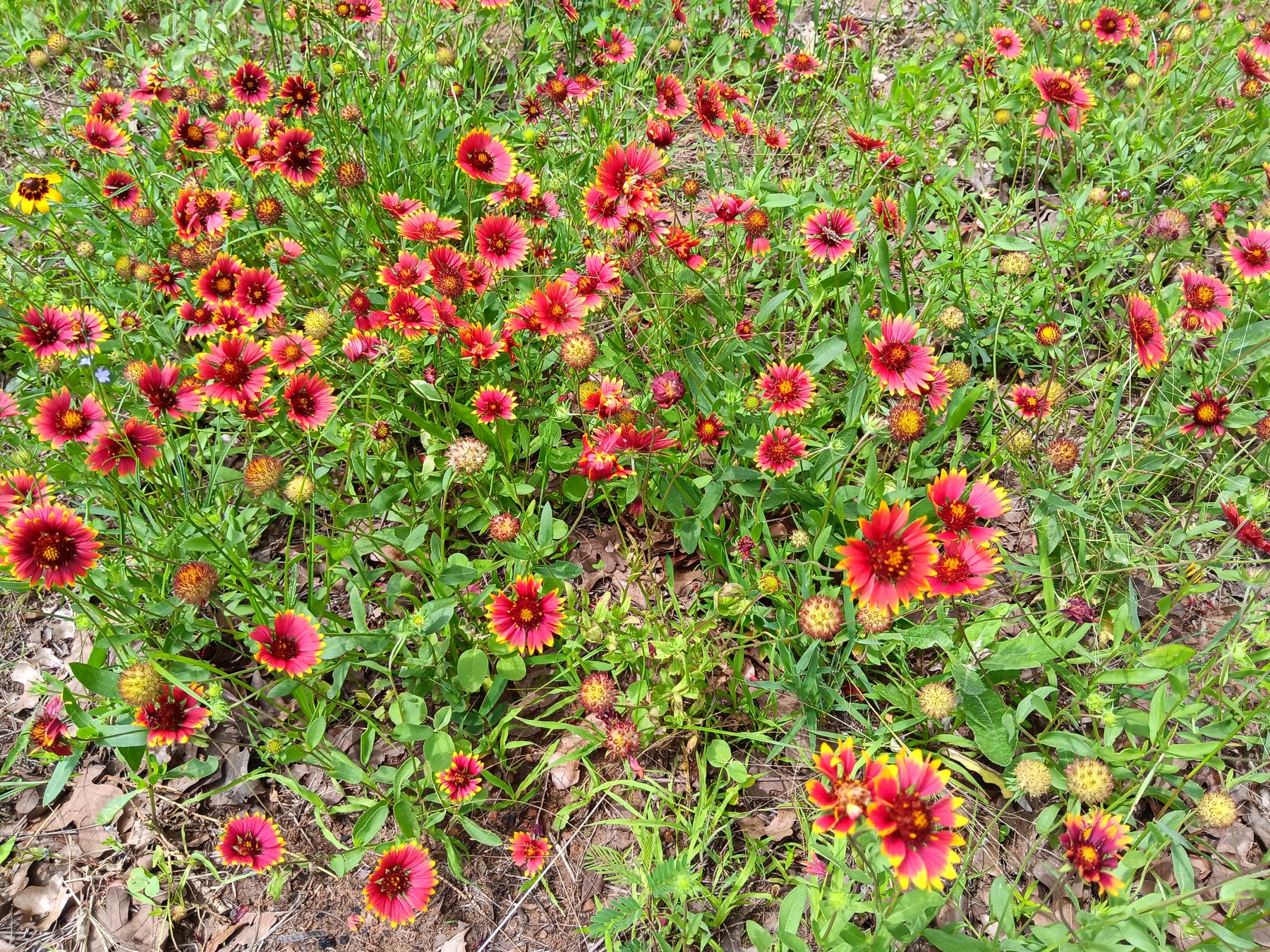 Indian blanket / firewheel