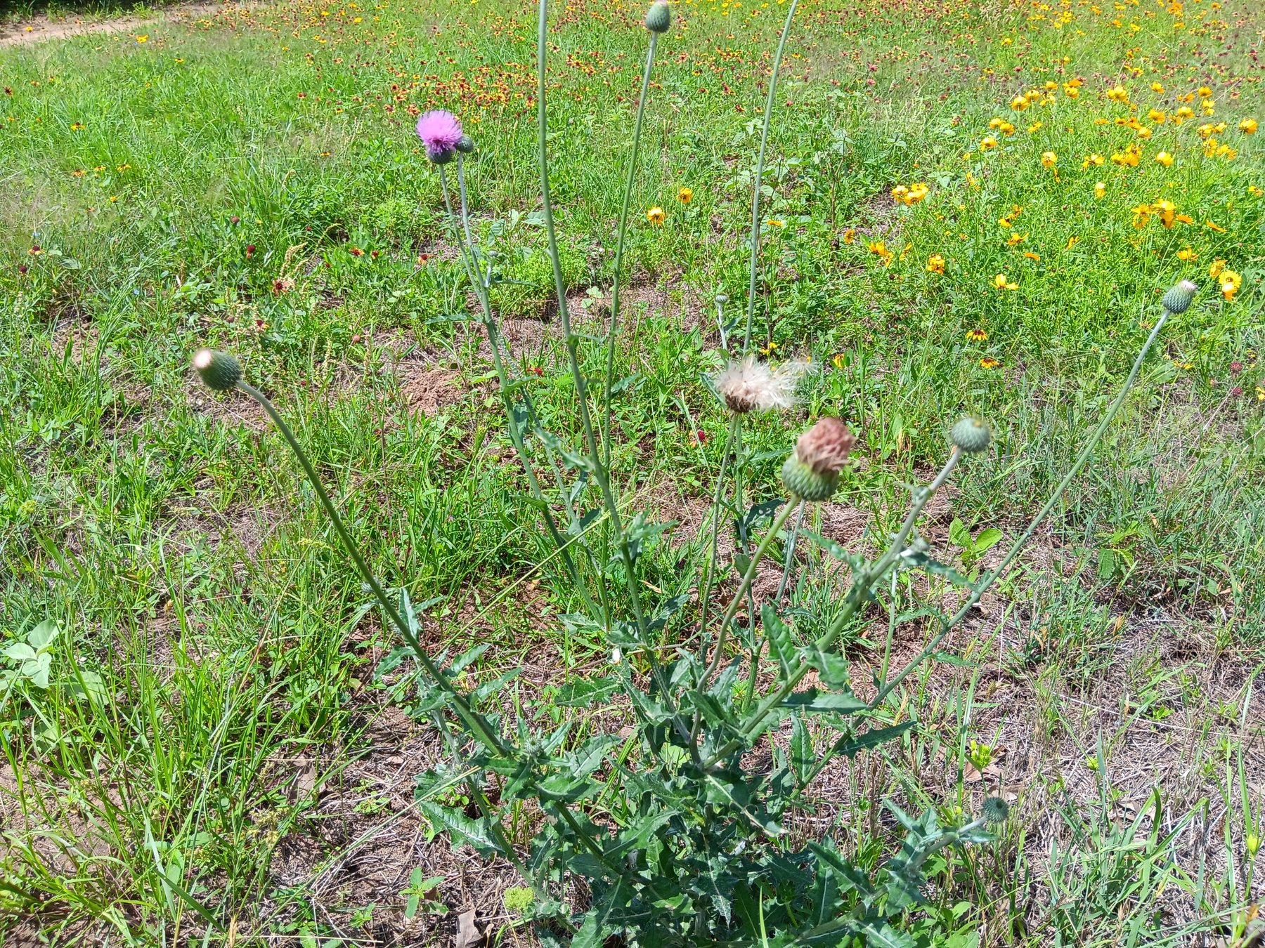 Texas thistle