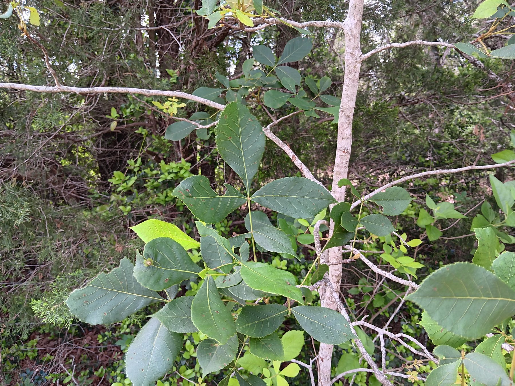 Pecan / hickory, pecan likely
