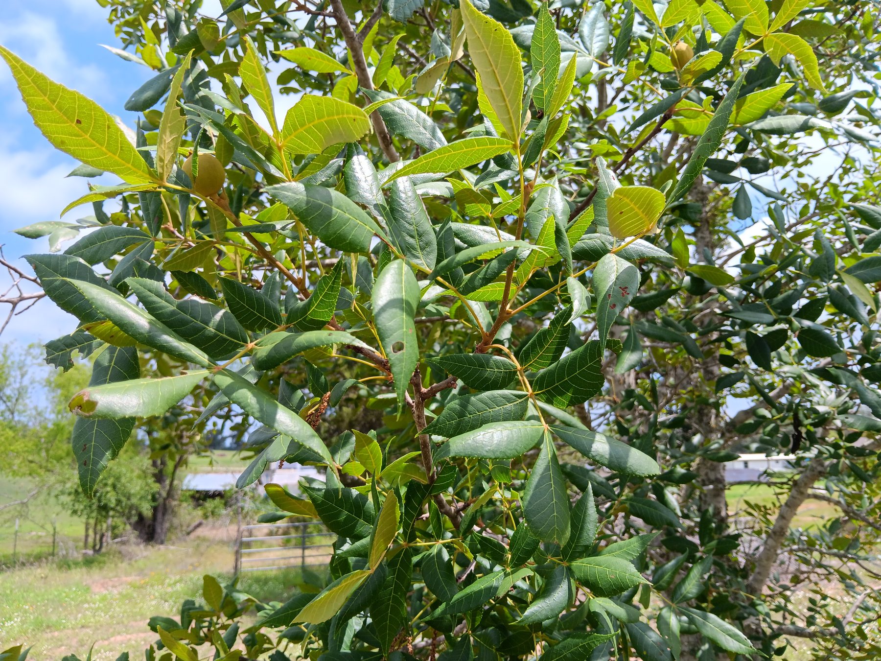 Pecan / hickory, pecan likely