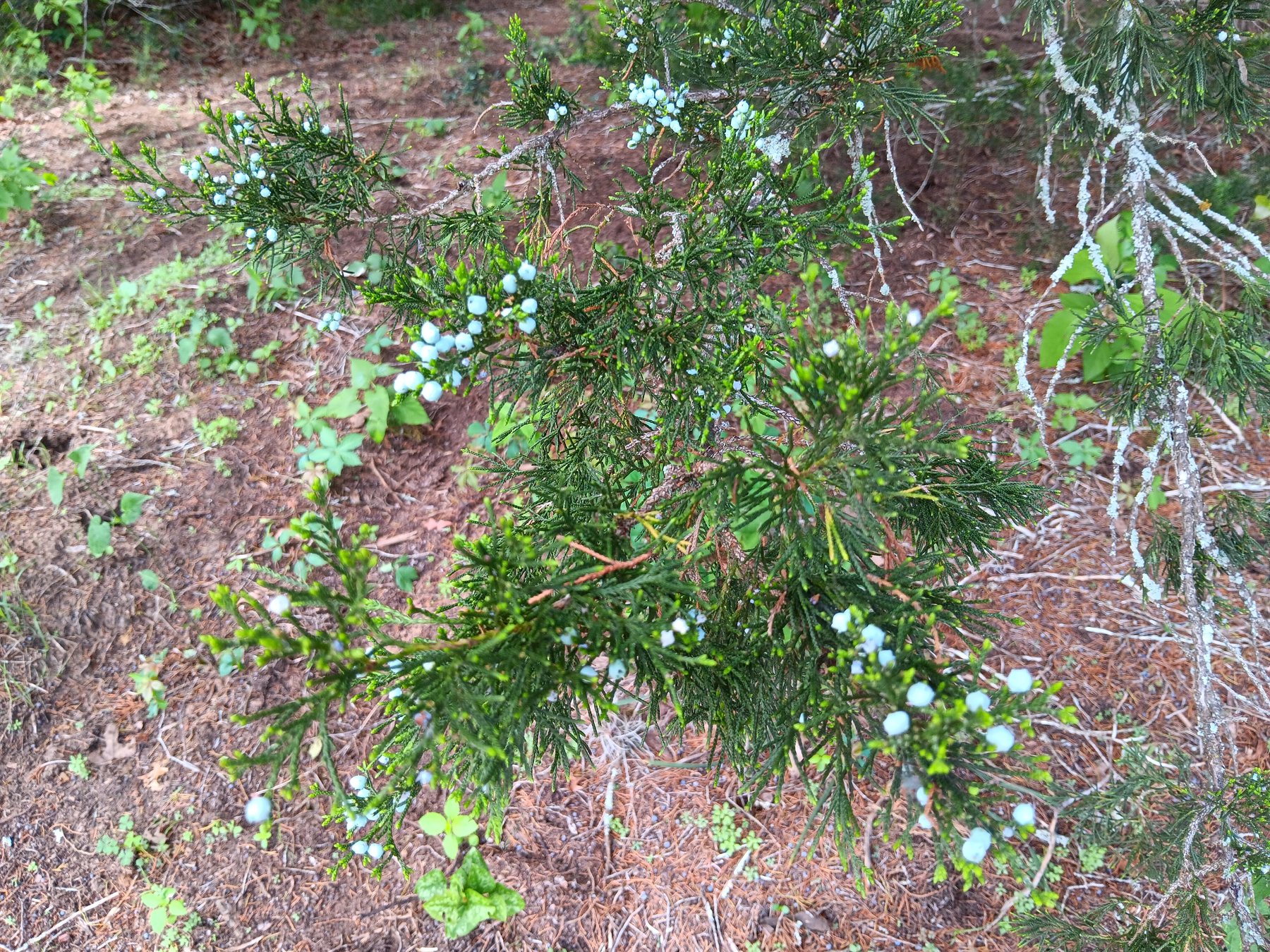 Ashe juniper / mountain cedar