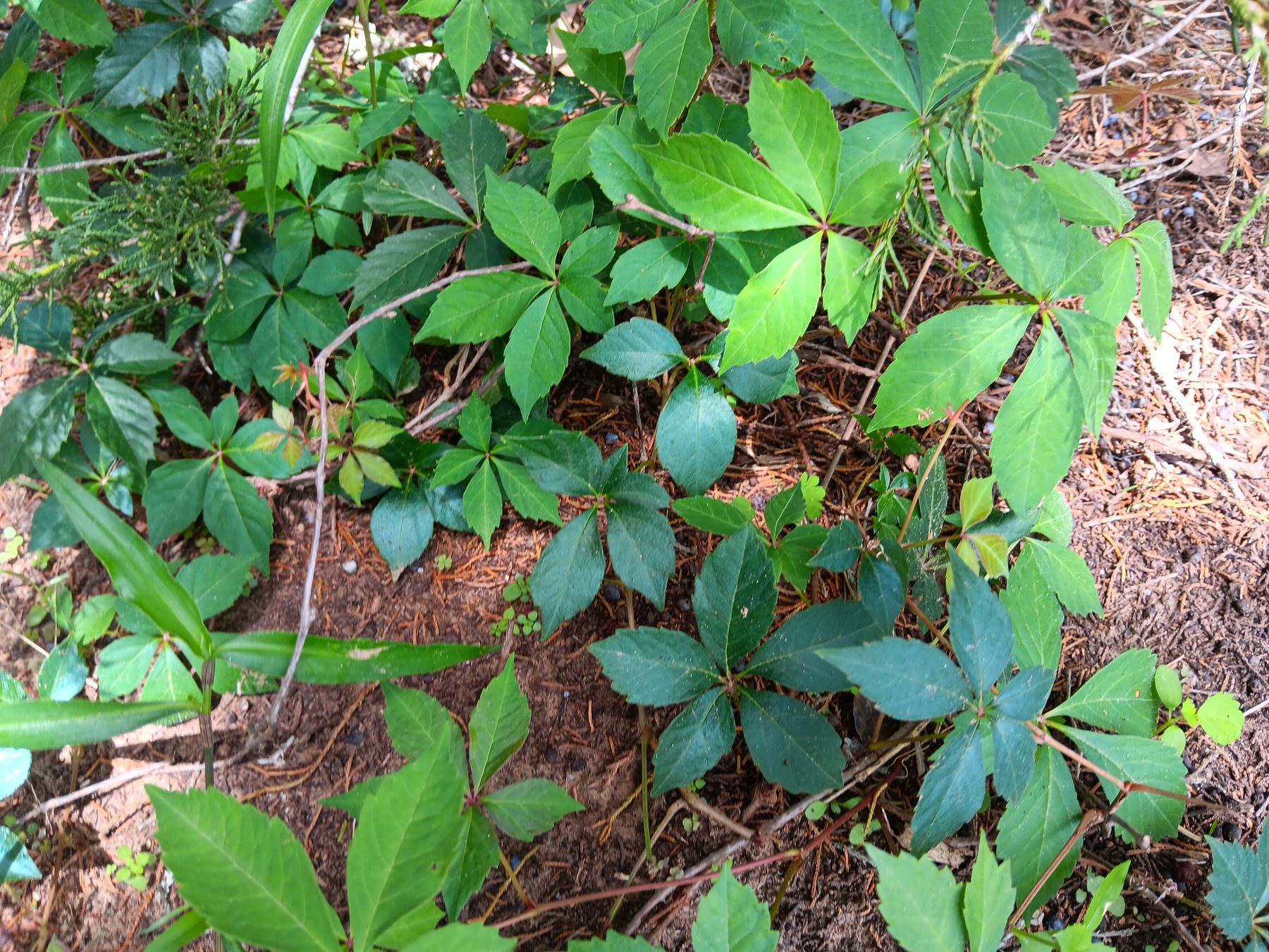 Virginia creeper