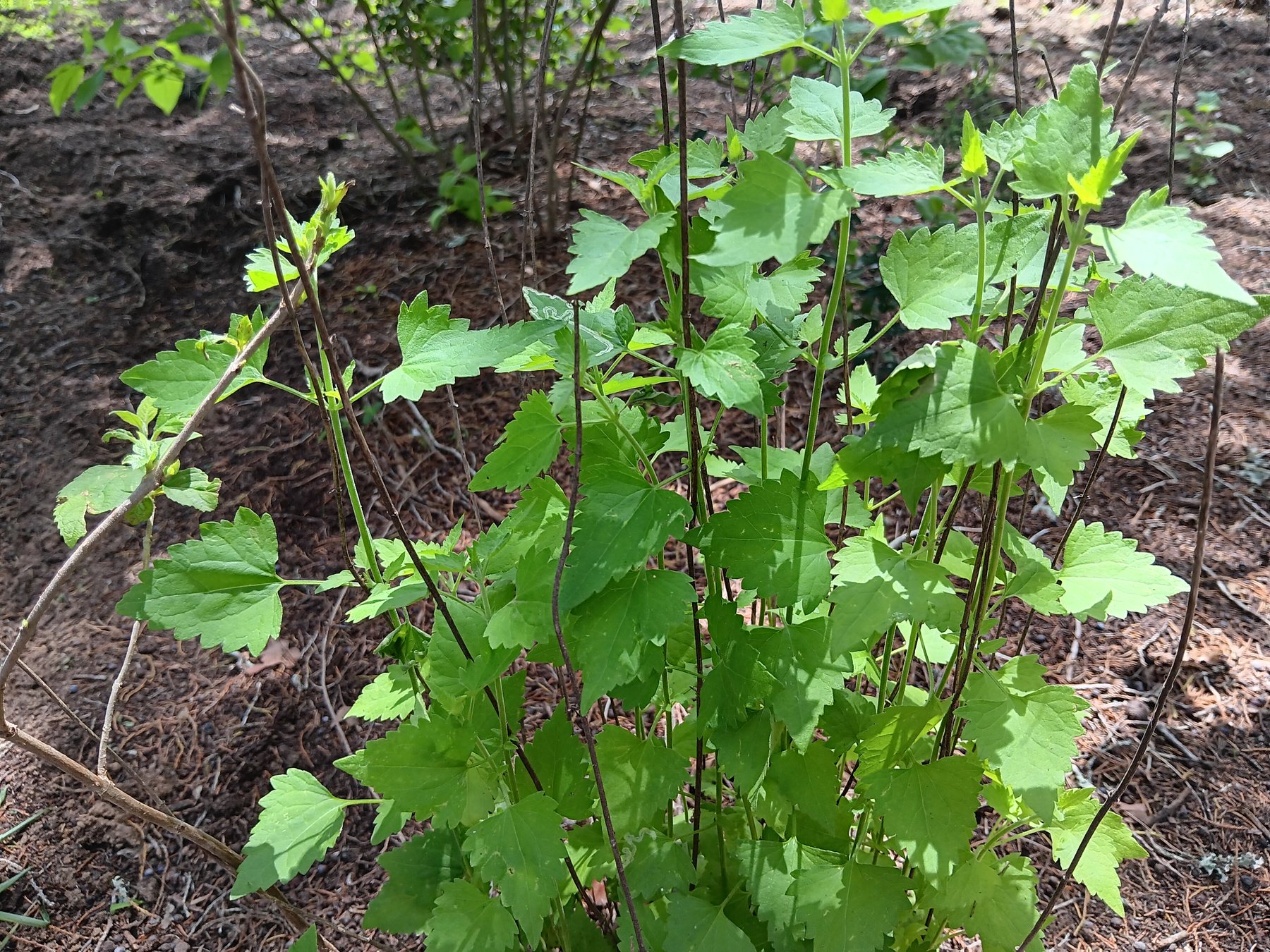 Turk’s cap