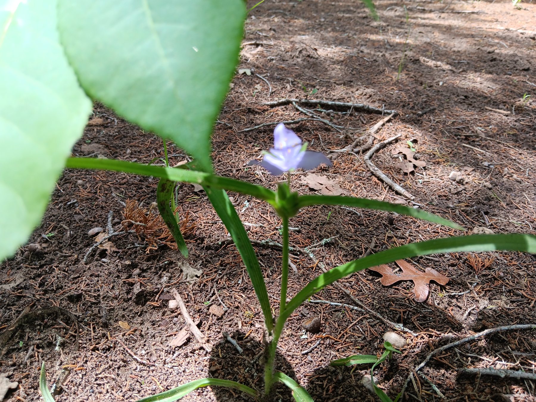 Spiderwort