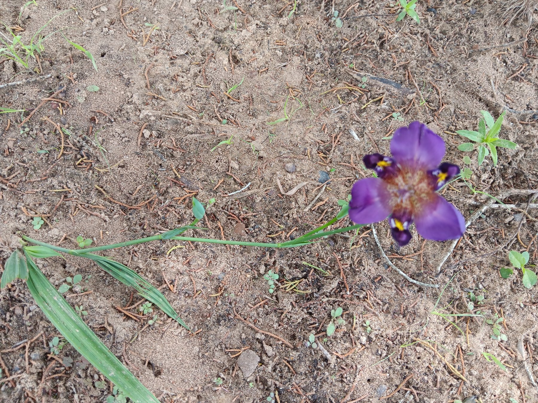 Spiderwort