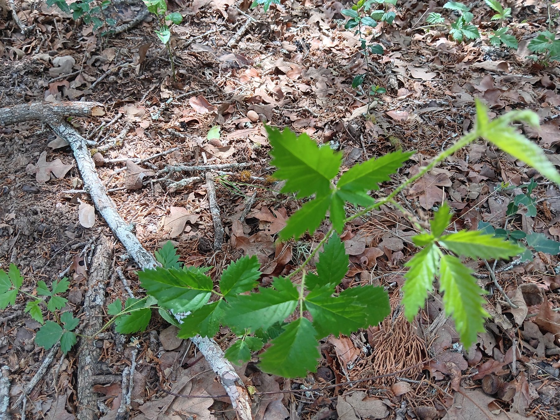 Dewberry / blackberry group