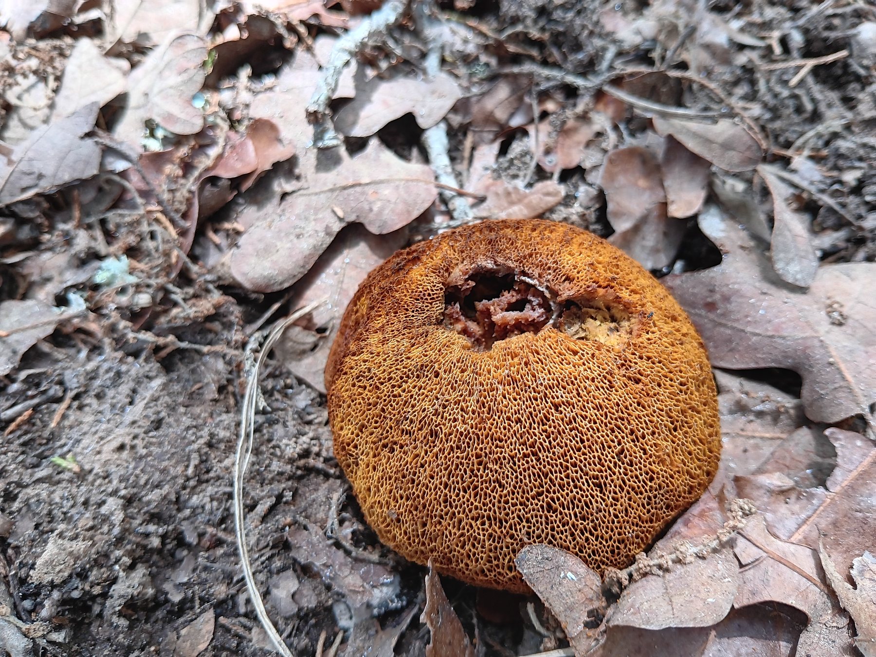 Bolete-type mushroom