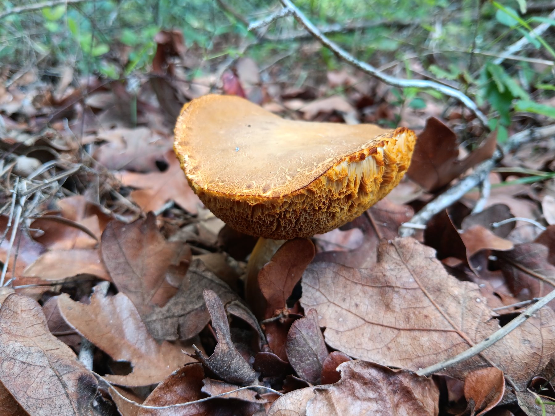 Bolete-type mushroom