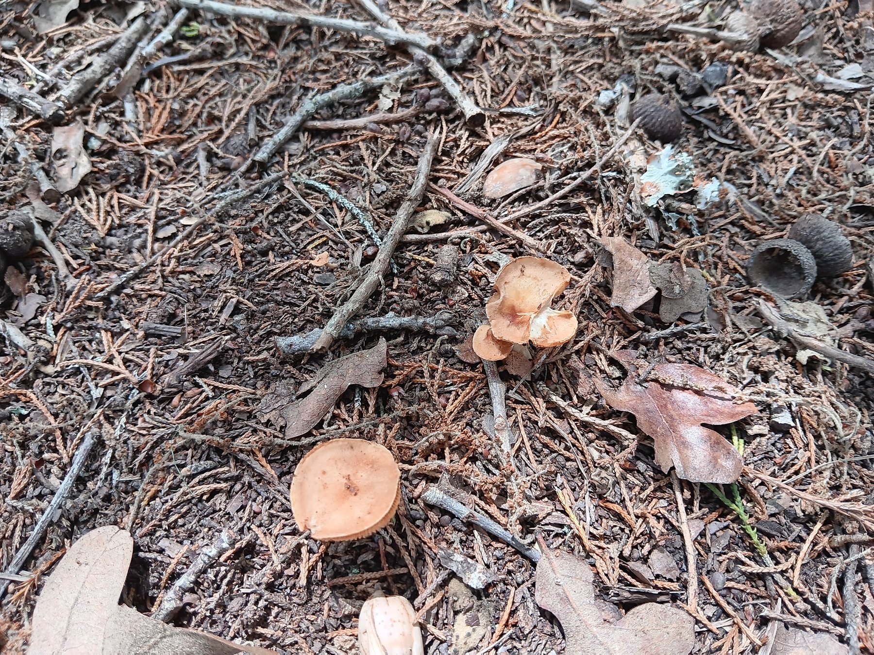 Cup fungus