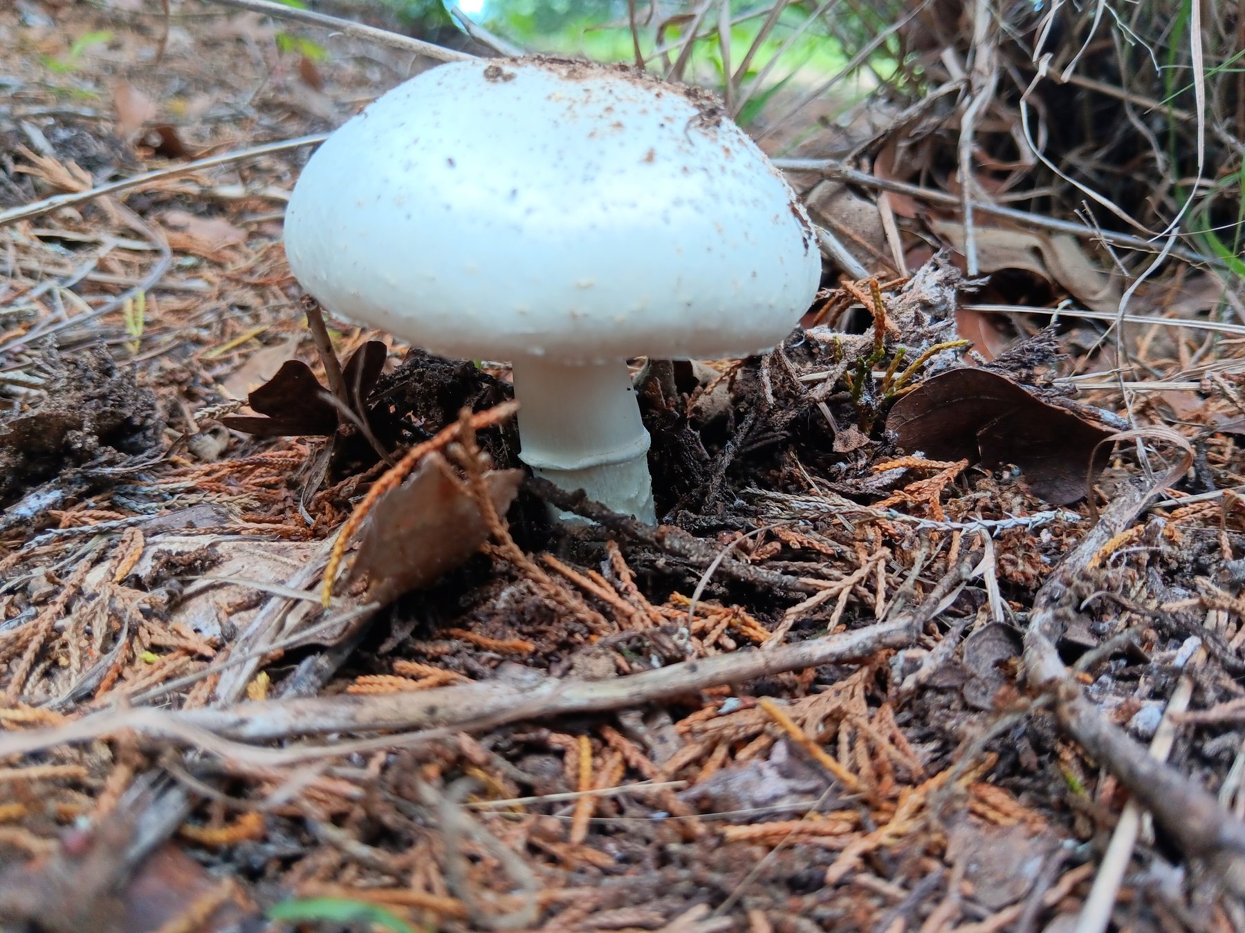Amanita-type mushroom