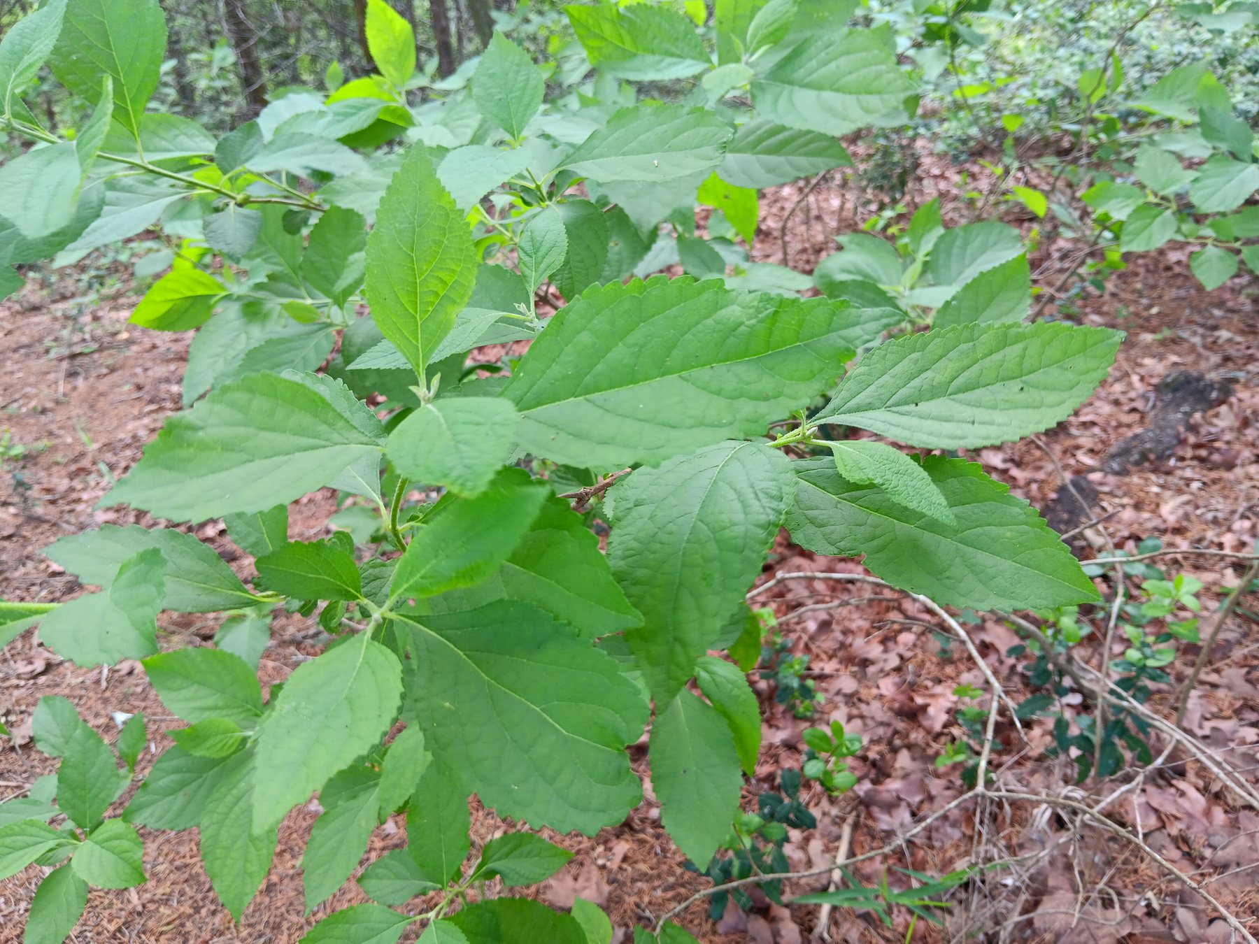 American beautyberry