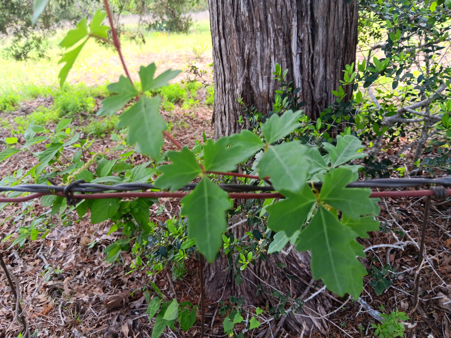 Poison ivy