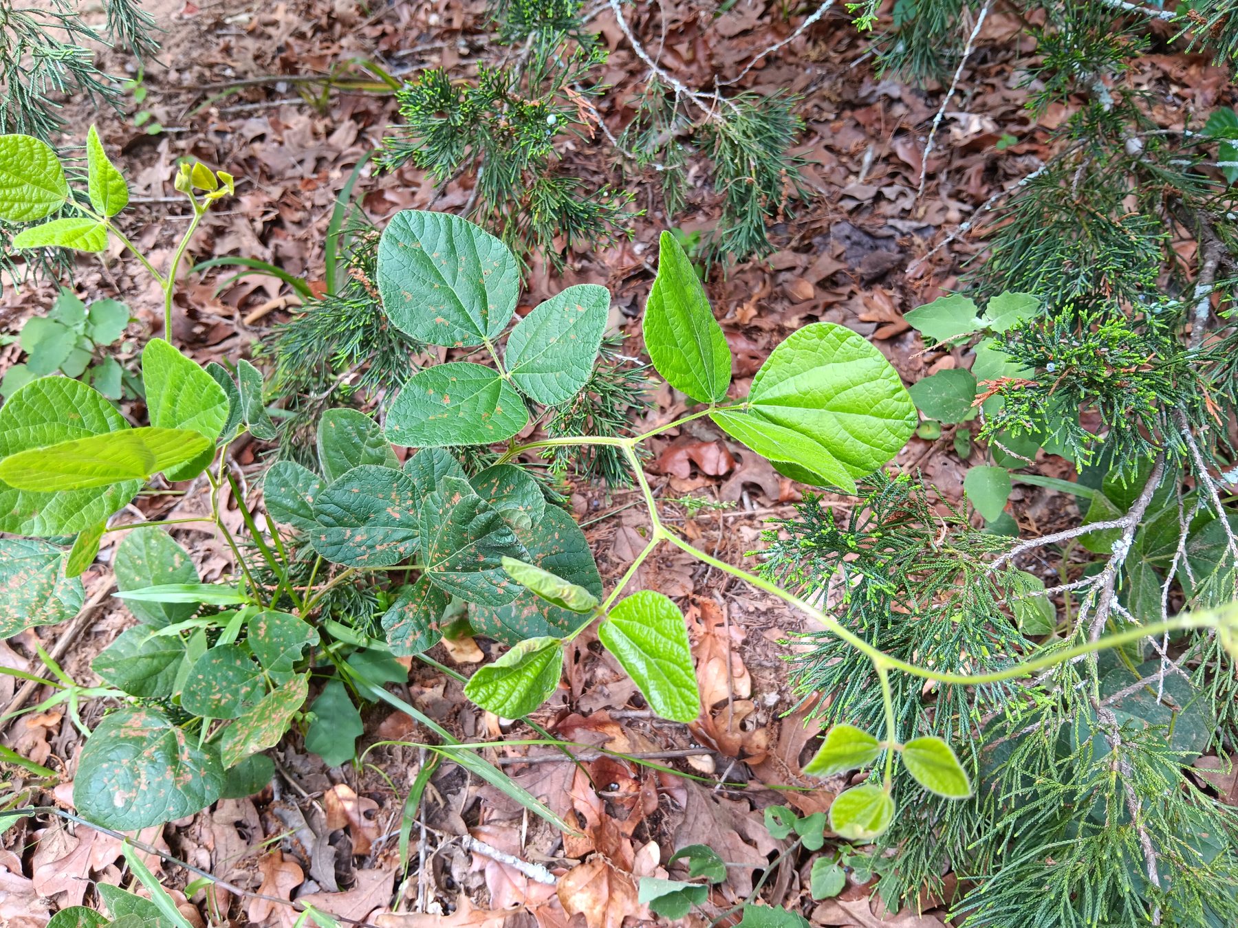 Poison ivy