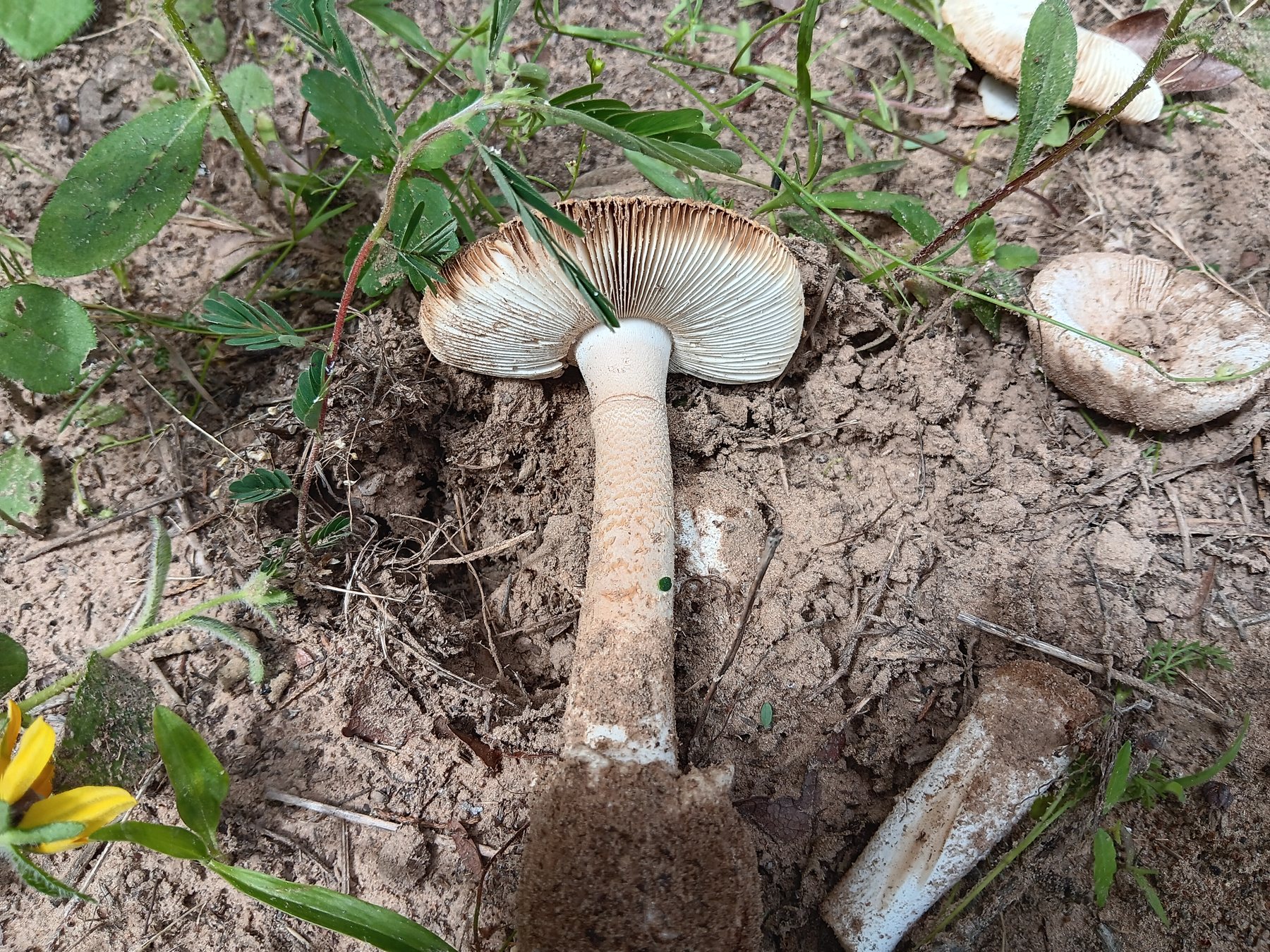 Amanita-type mushroom