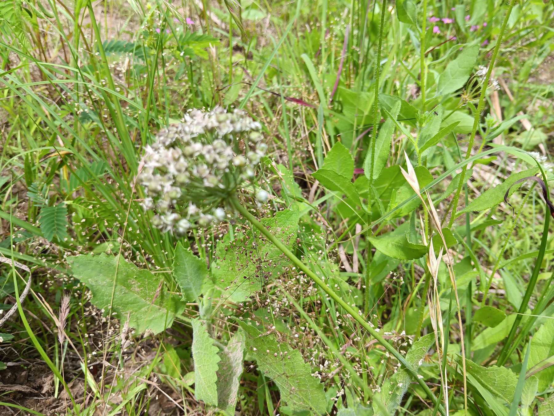 Wild onion / wild garlic