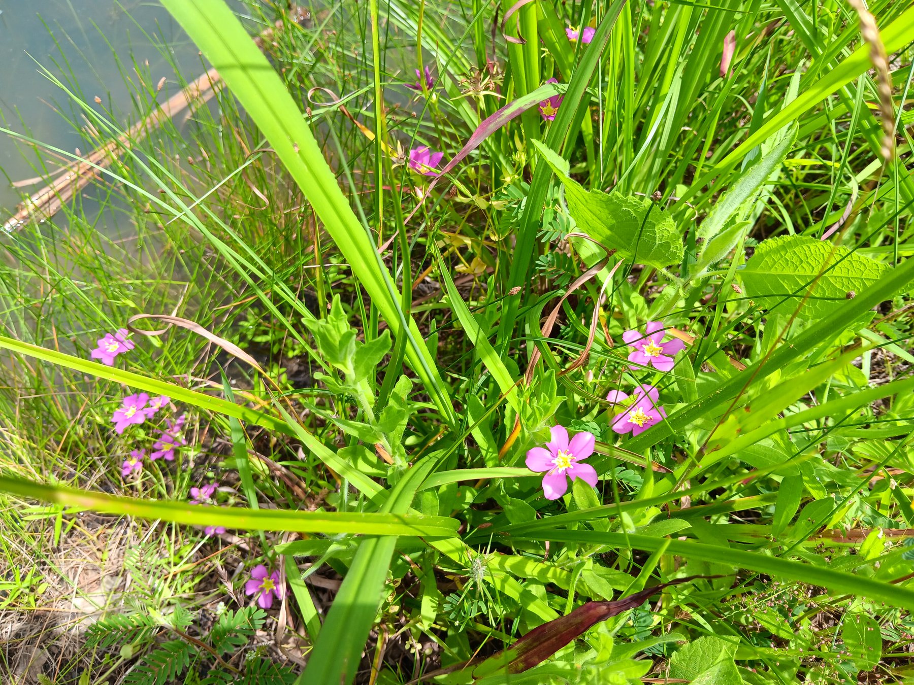 Rosepink / meadow pink / prairie rose-gentian