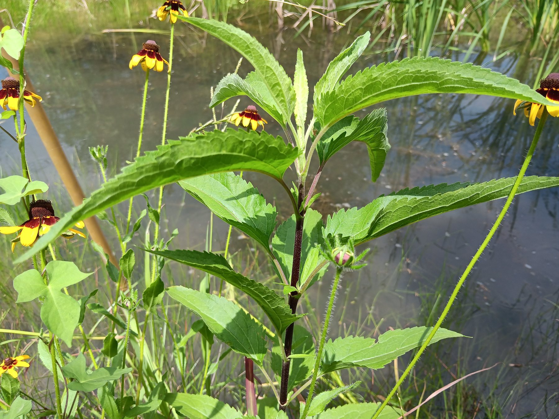 Black-eyed Susan / coneflower type