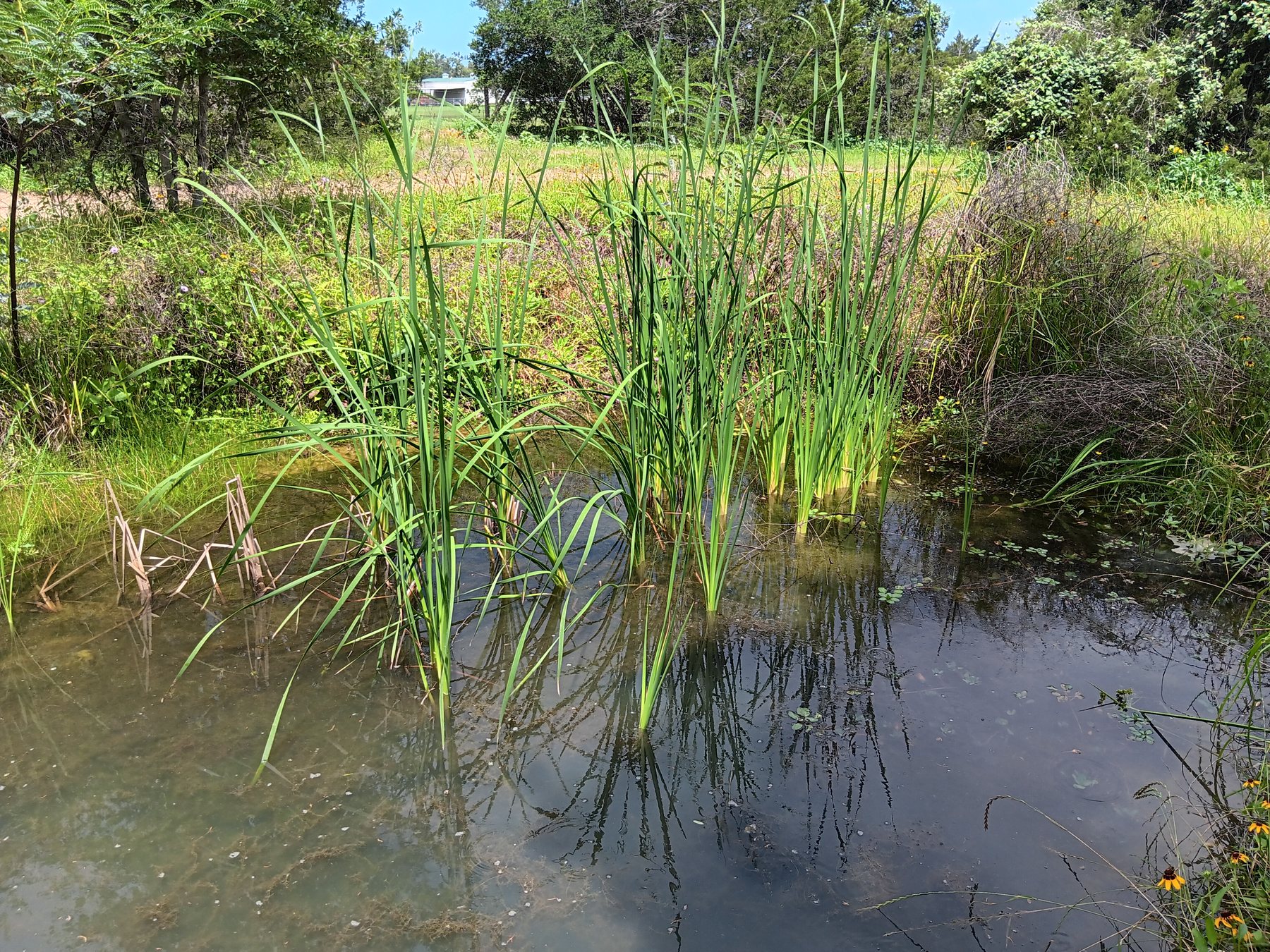 Cattail