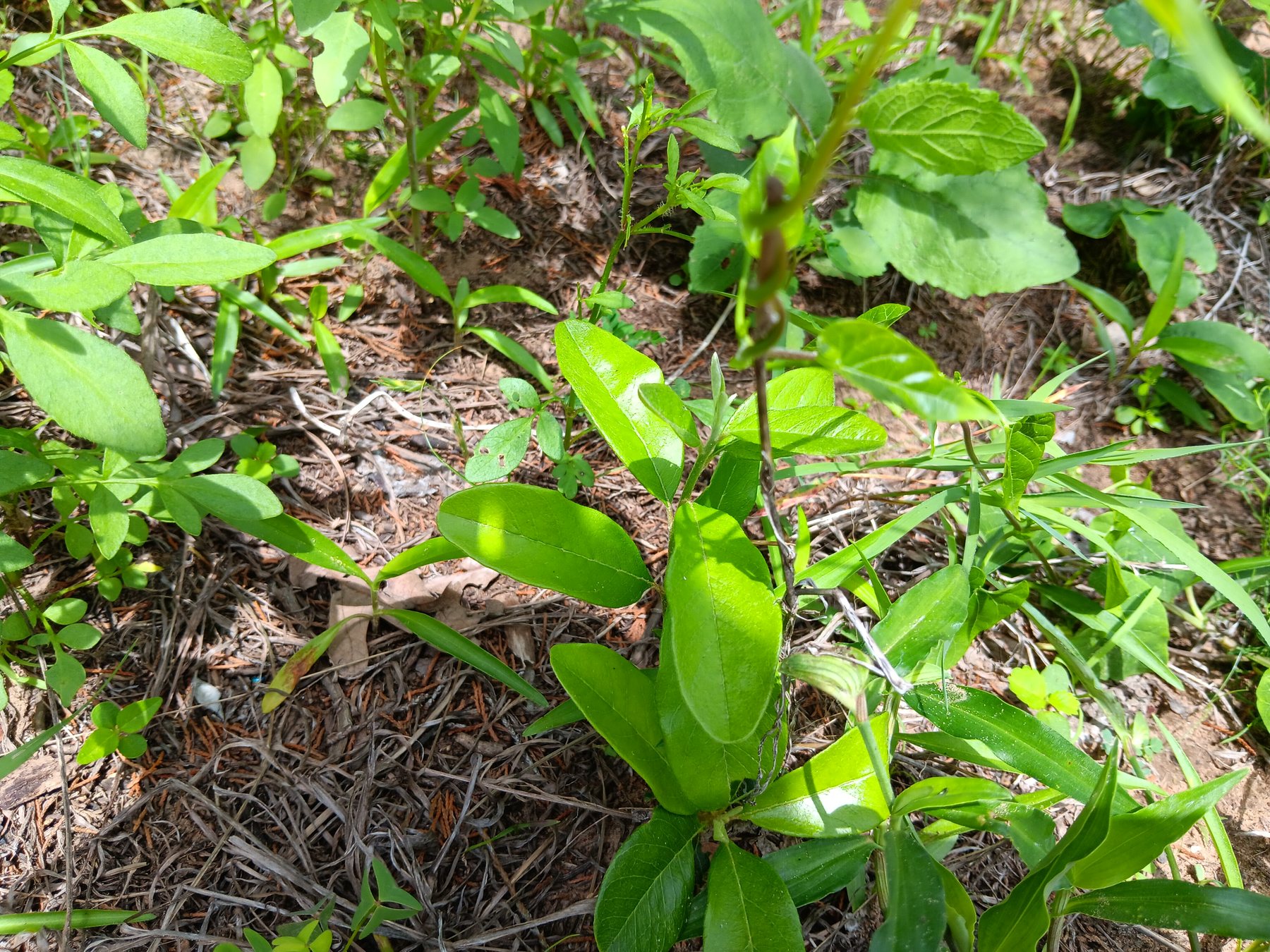 Possible greenbrier / smilax