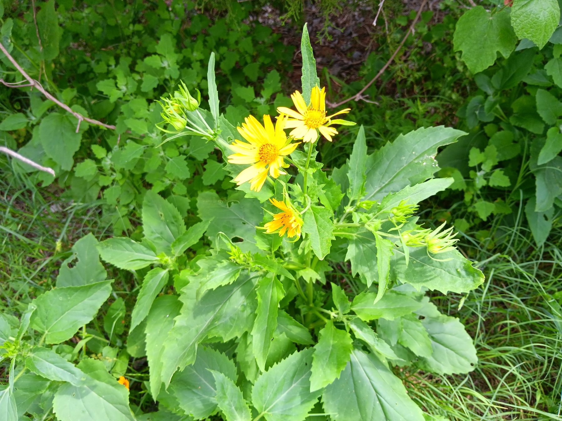 Yellow crownbeard / cowpen daisy type
