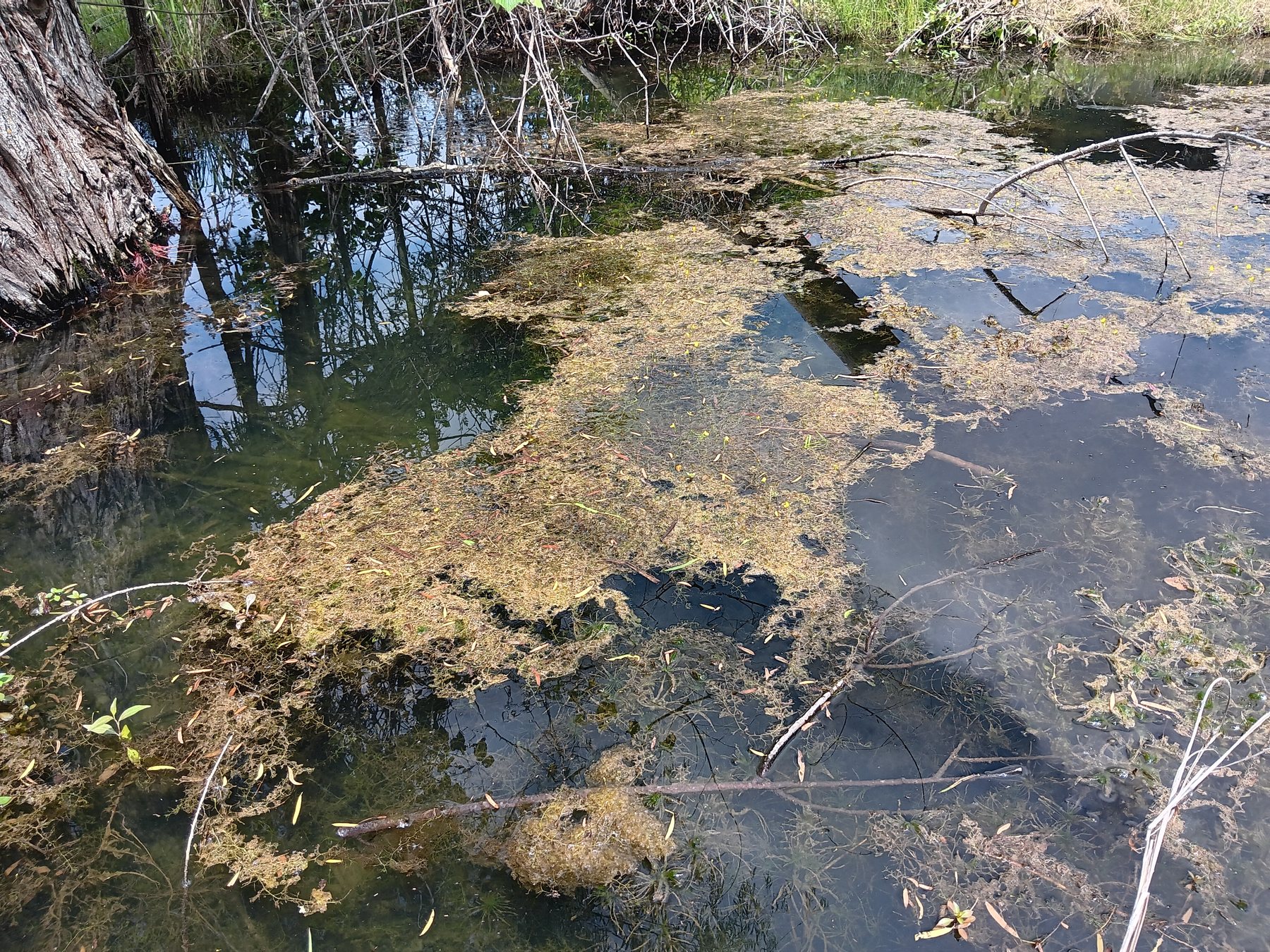 Bladderwort with mixed aquatic vegetation