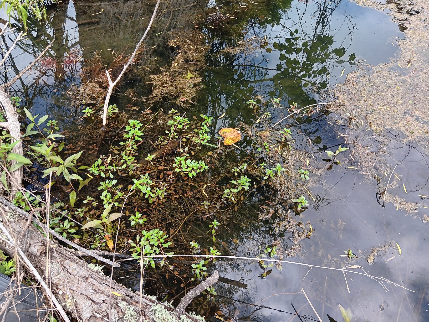Aquatic plant rooted underwater