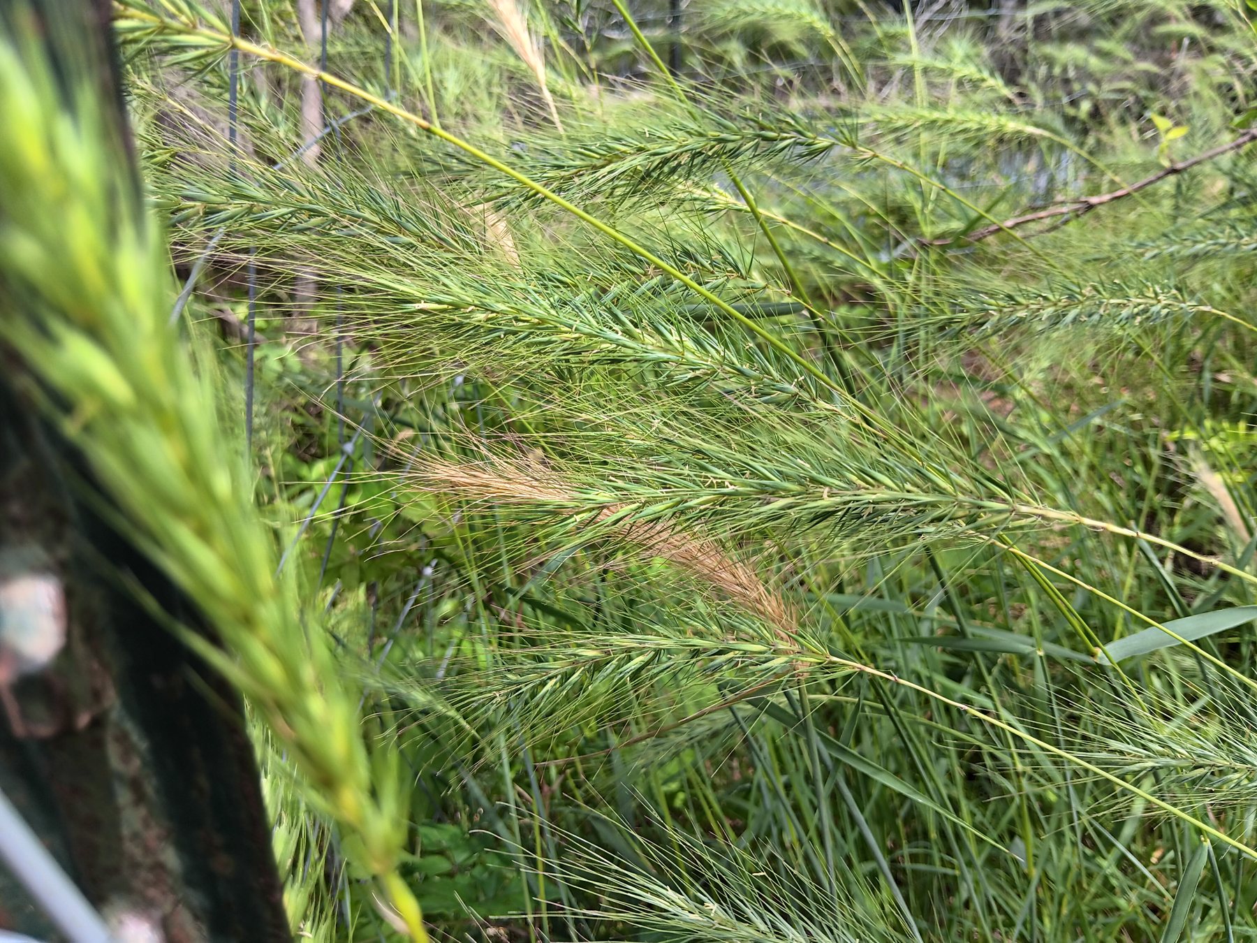 Foxtail barley / wild barley