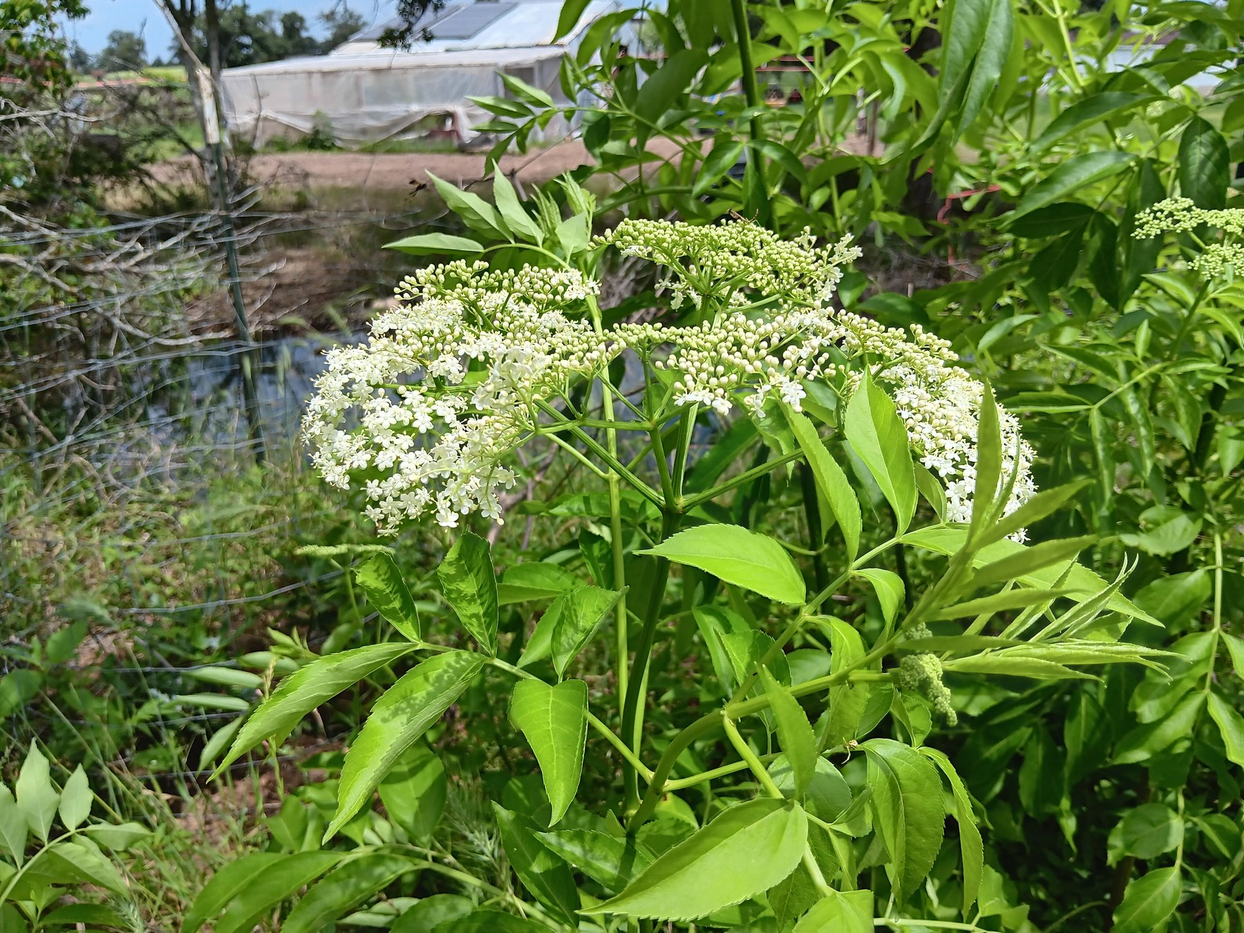 Elderberry