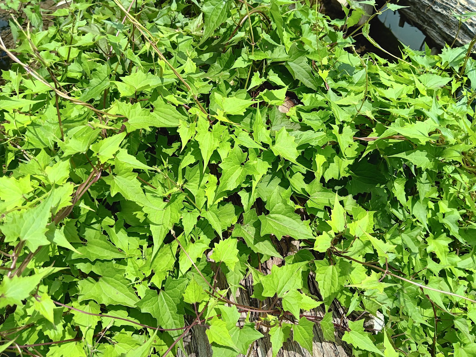 Wild cucumber / bur-cucumber type vine