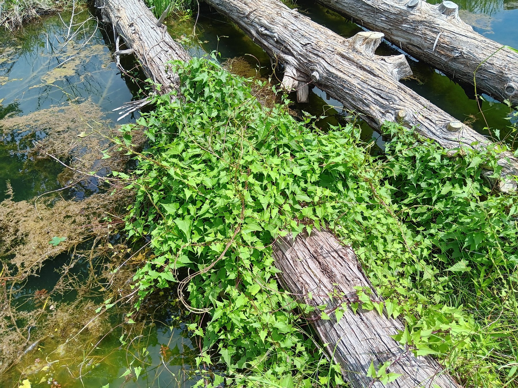 Wild cucumber / bur-cucumber type vine