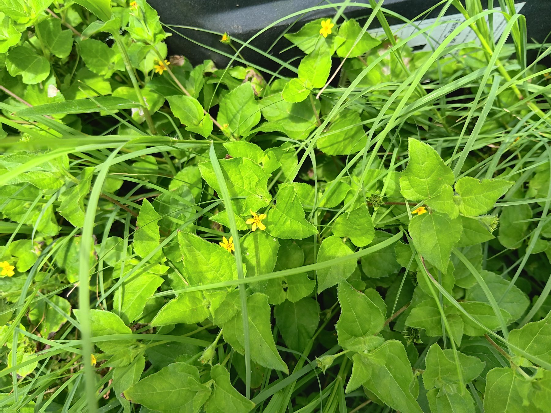 Horseherb / straggler daisy