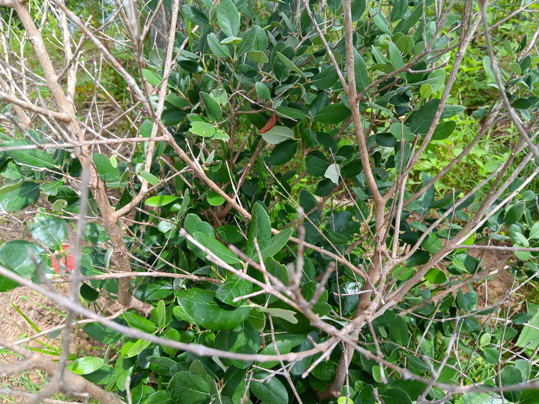 Pineapple Guava